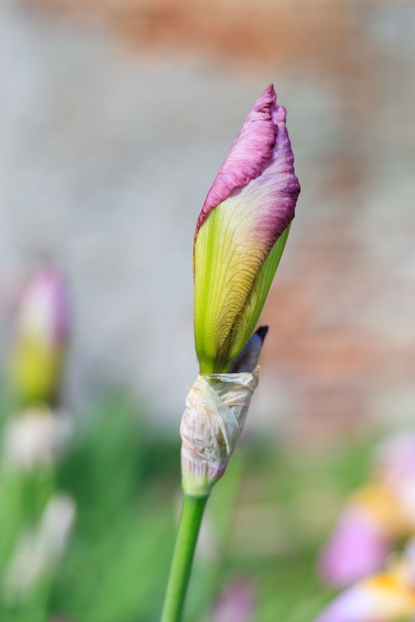 Iris spadone in giardino...