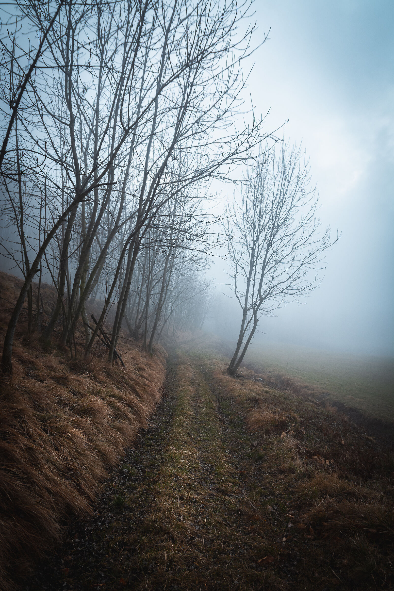 Foggy Pathway...
