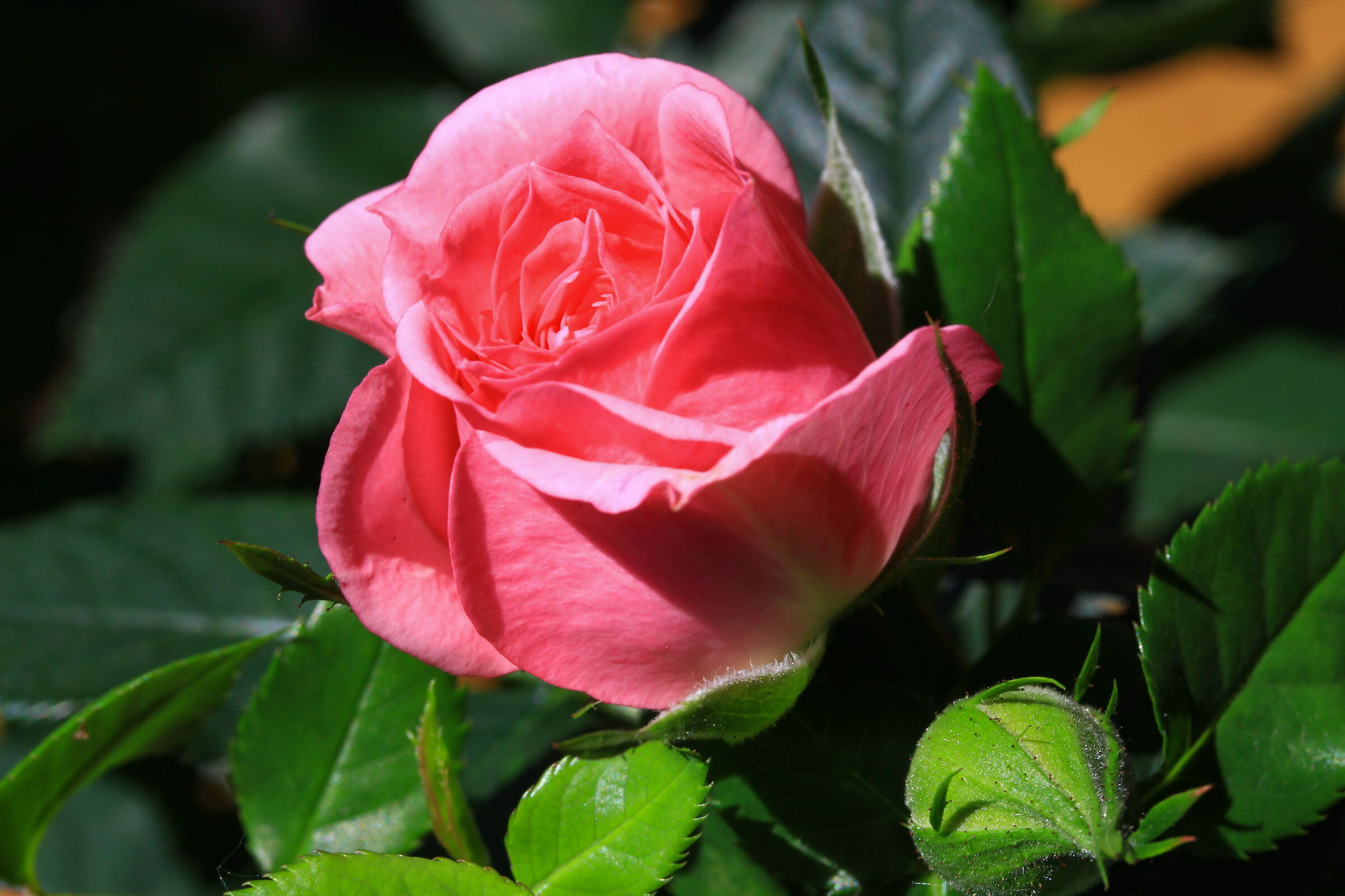 A simple Rose...