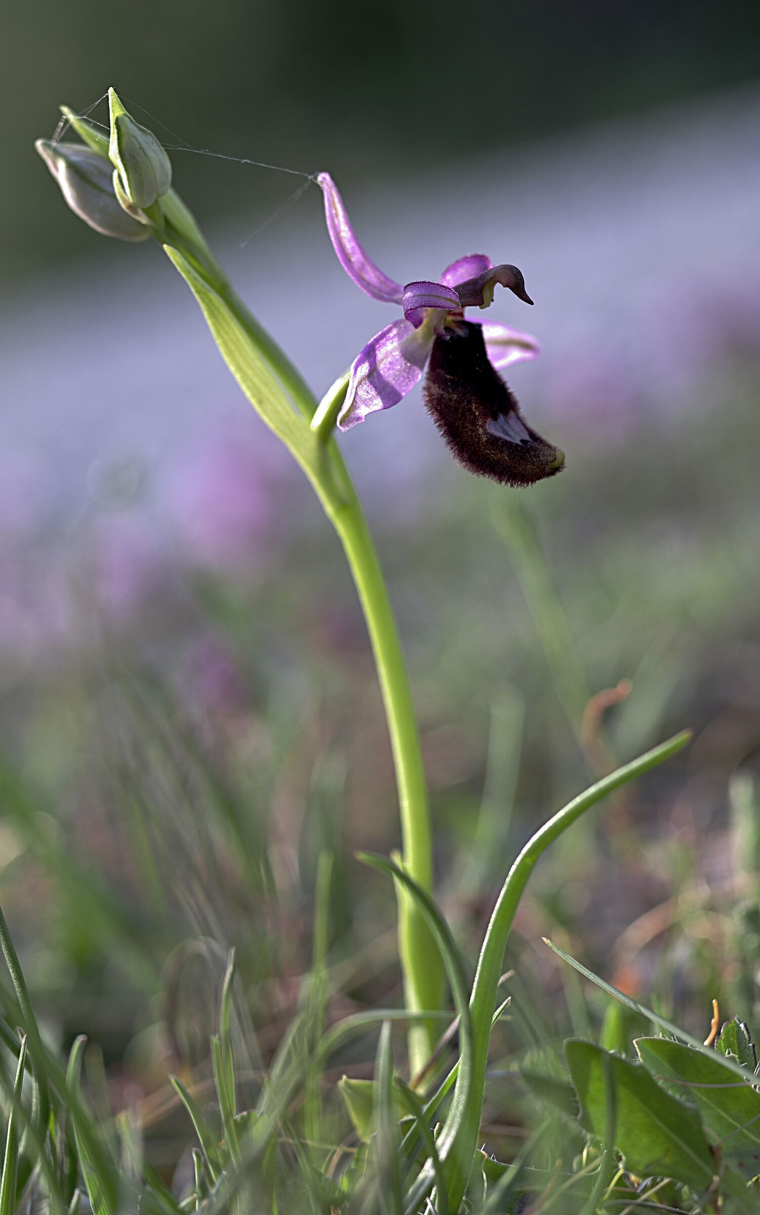 Ophrys Selavatica Orchid...