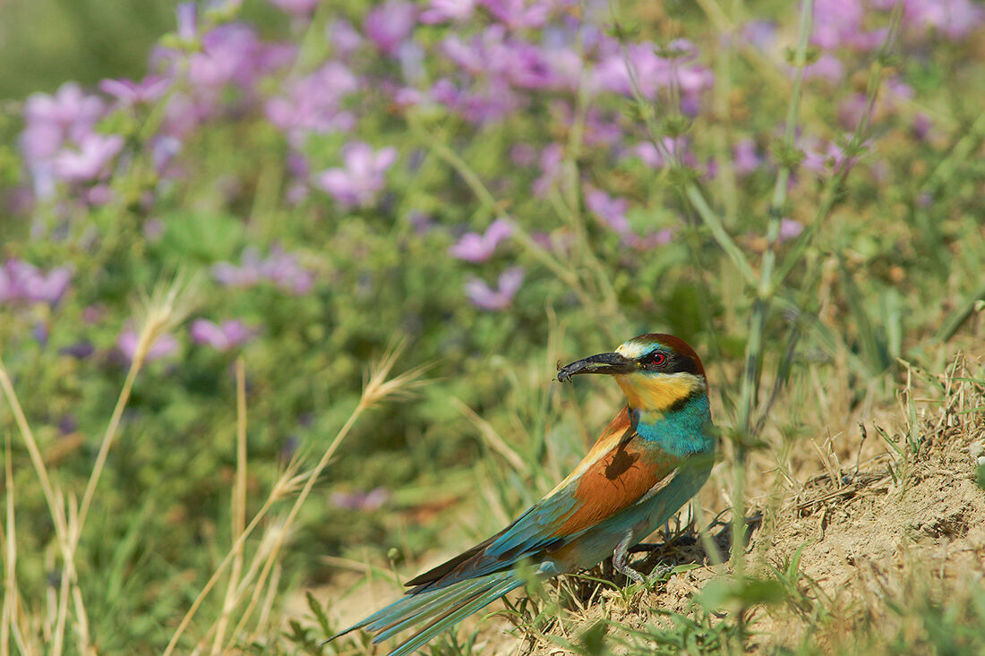 Bee-eater at the nest...