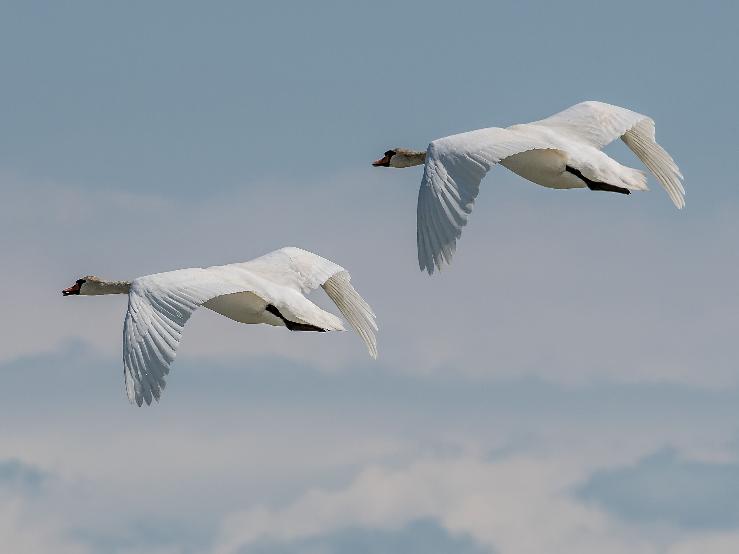 Swans in flight...