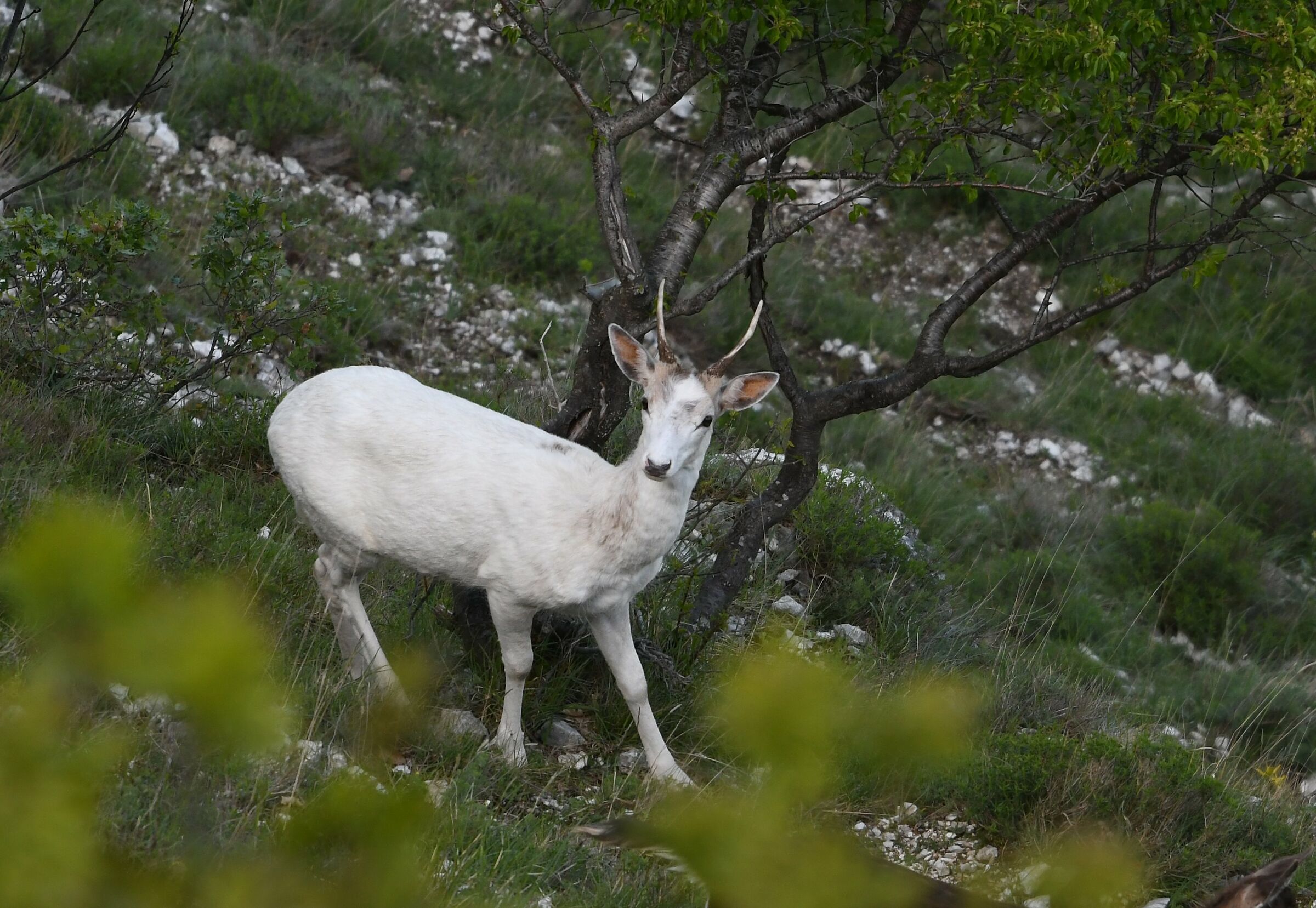 White Deer...