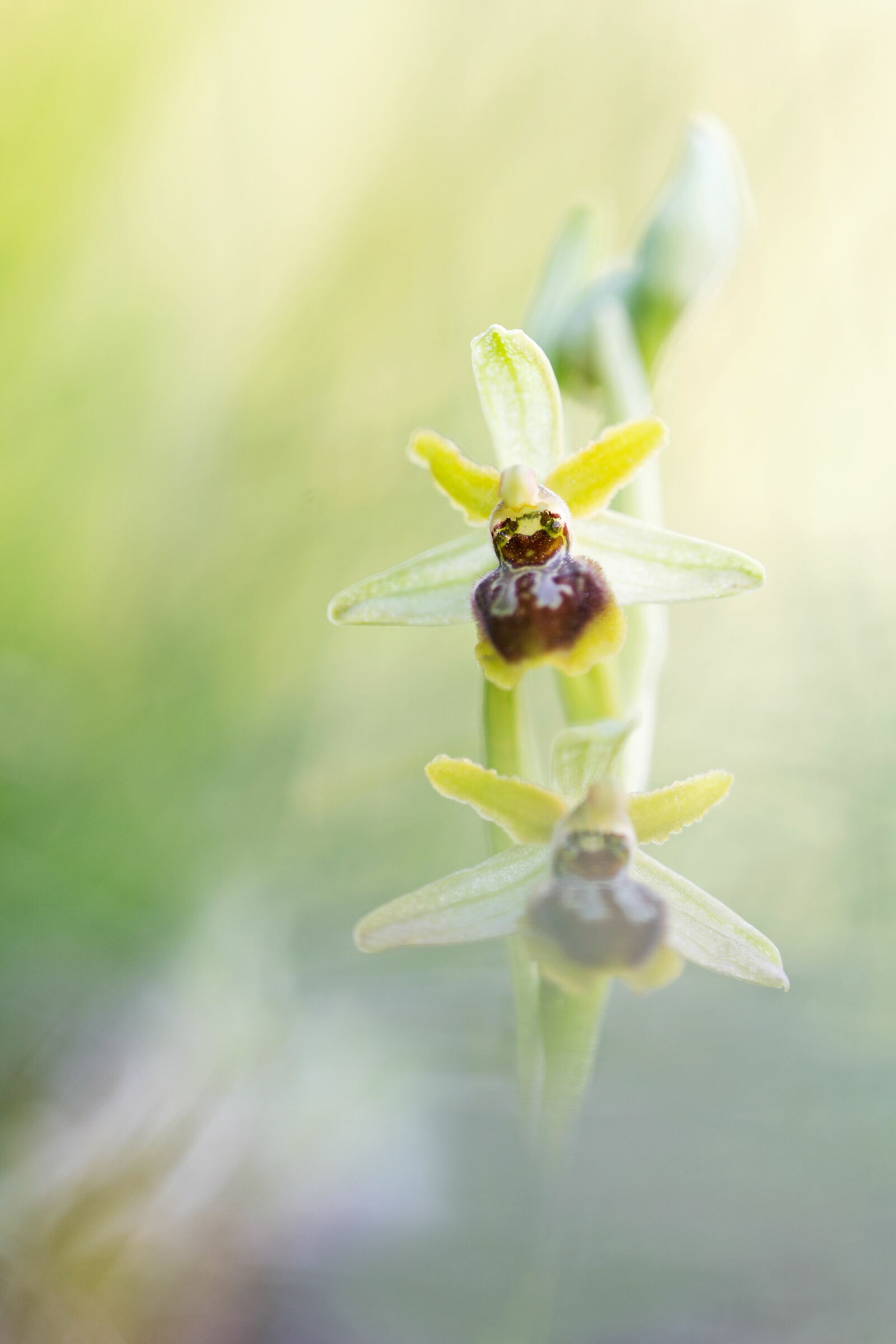 Ophrys shegodes...