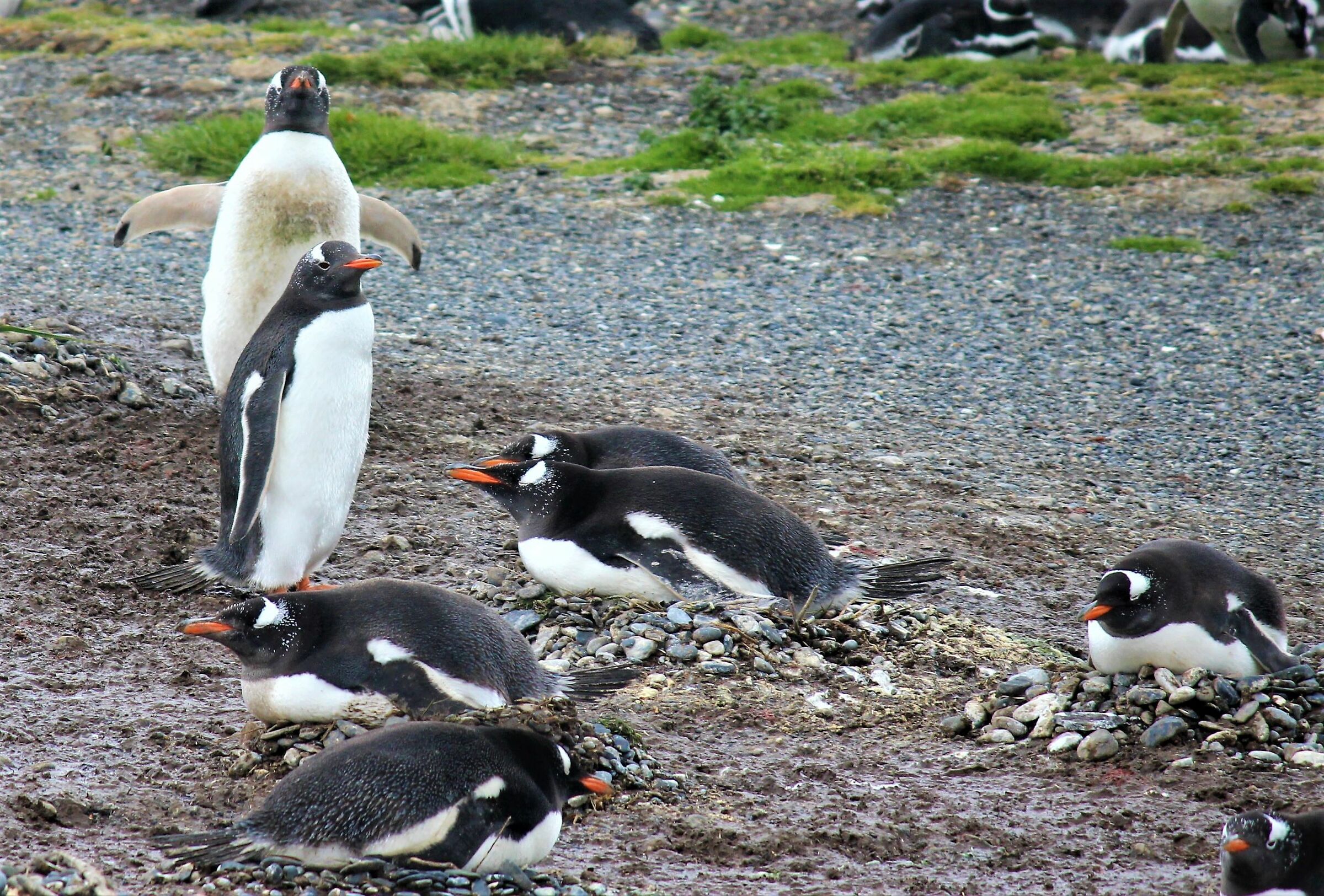 I pinguini di Isla Martillo...