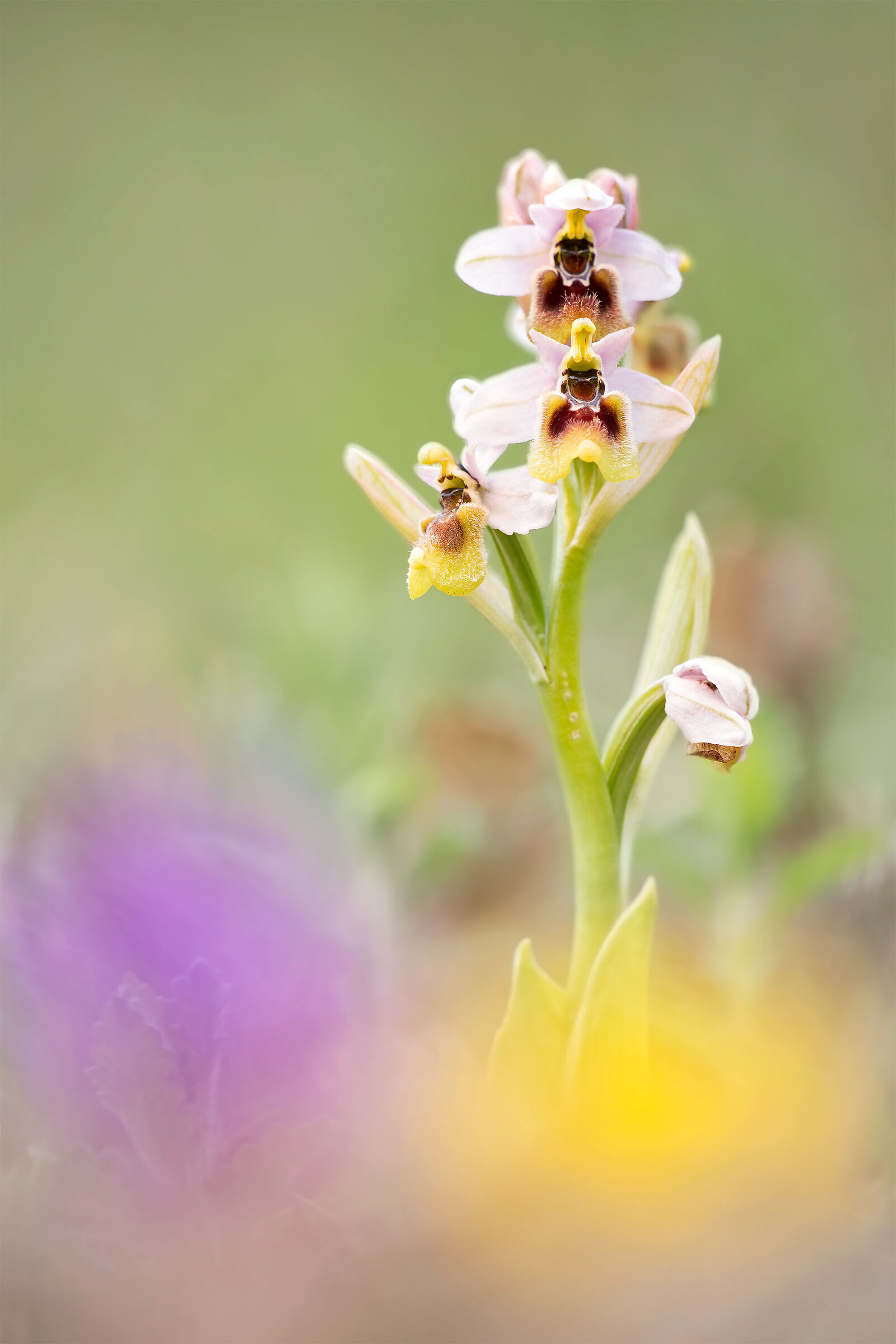 Ophrys tenthredinifera neglecta...
