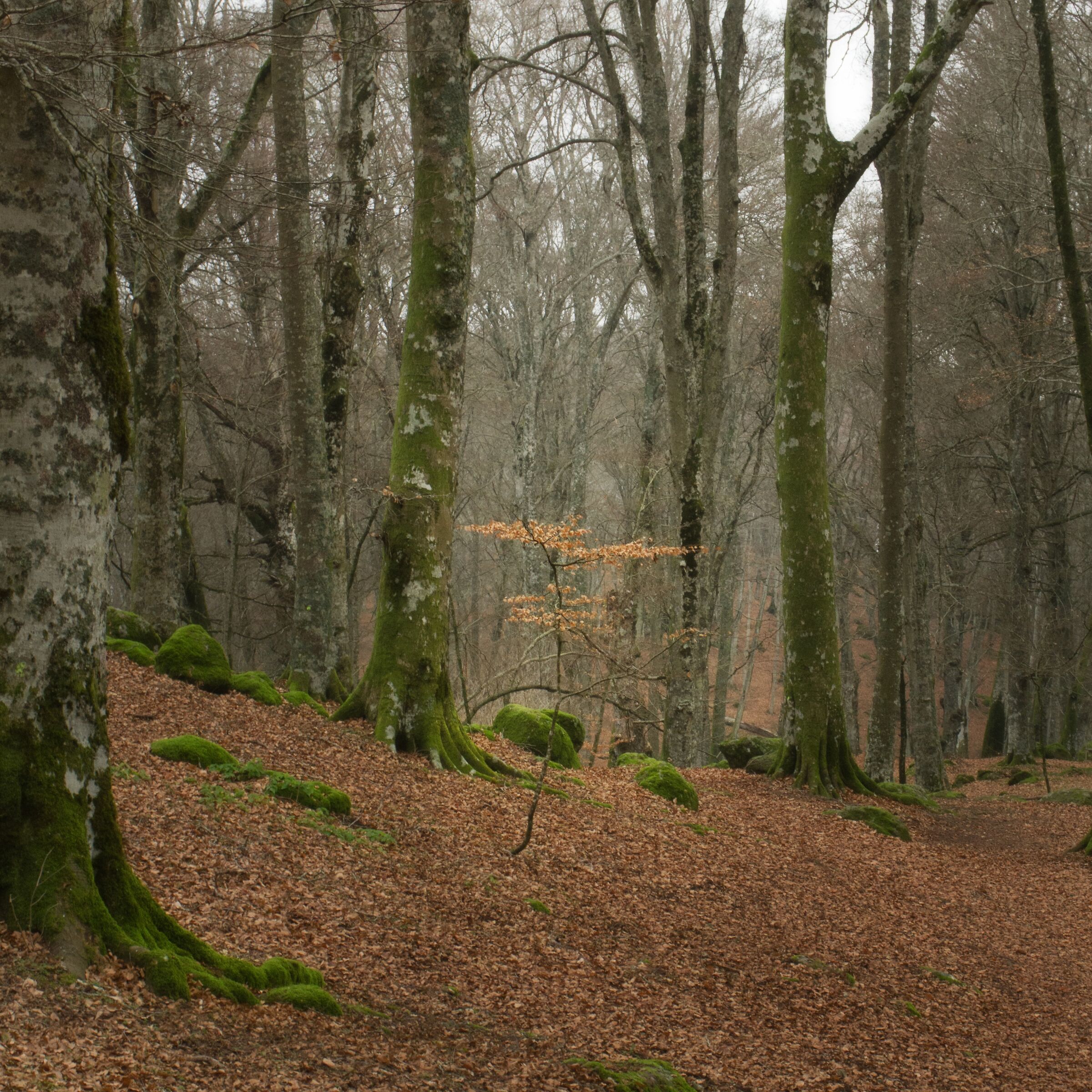 Beech Forest of Soriano ...