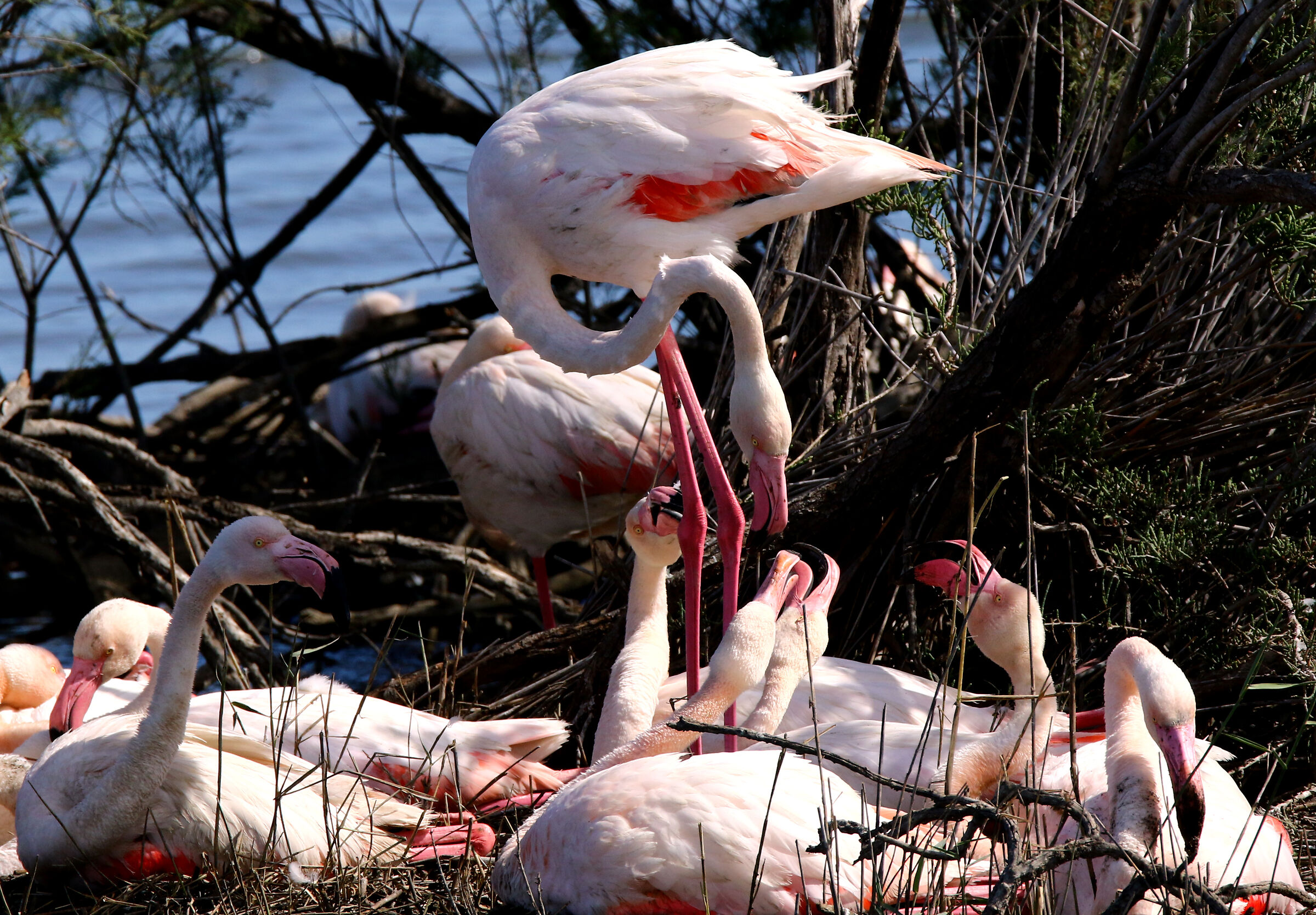 Flamingos of Sicily....