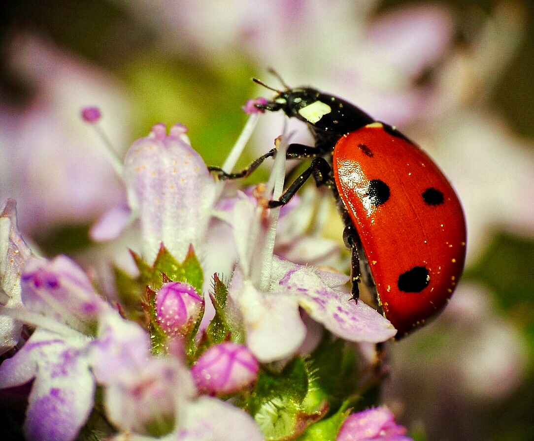 Ladybug ...