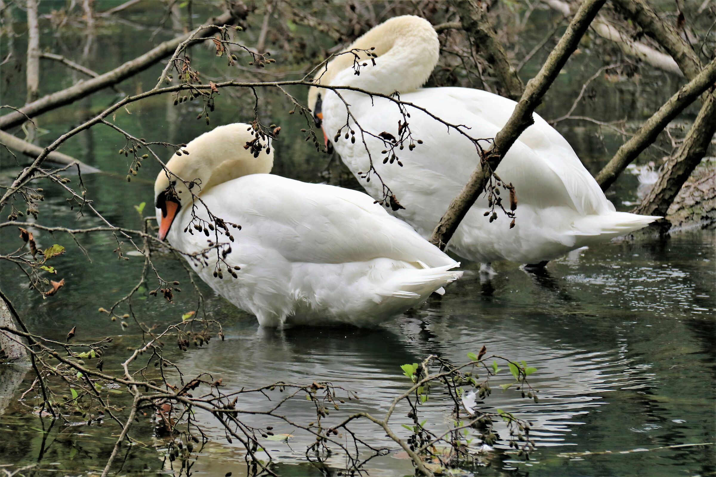 Copy of Real Swans ...