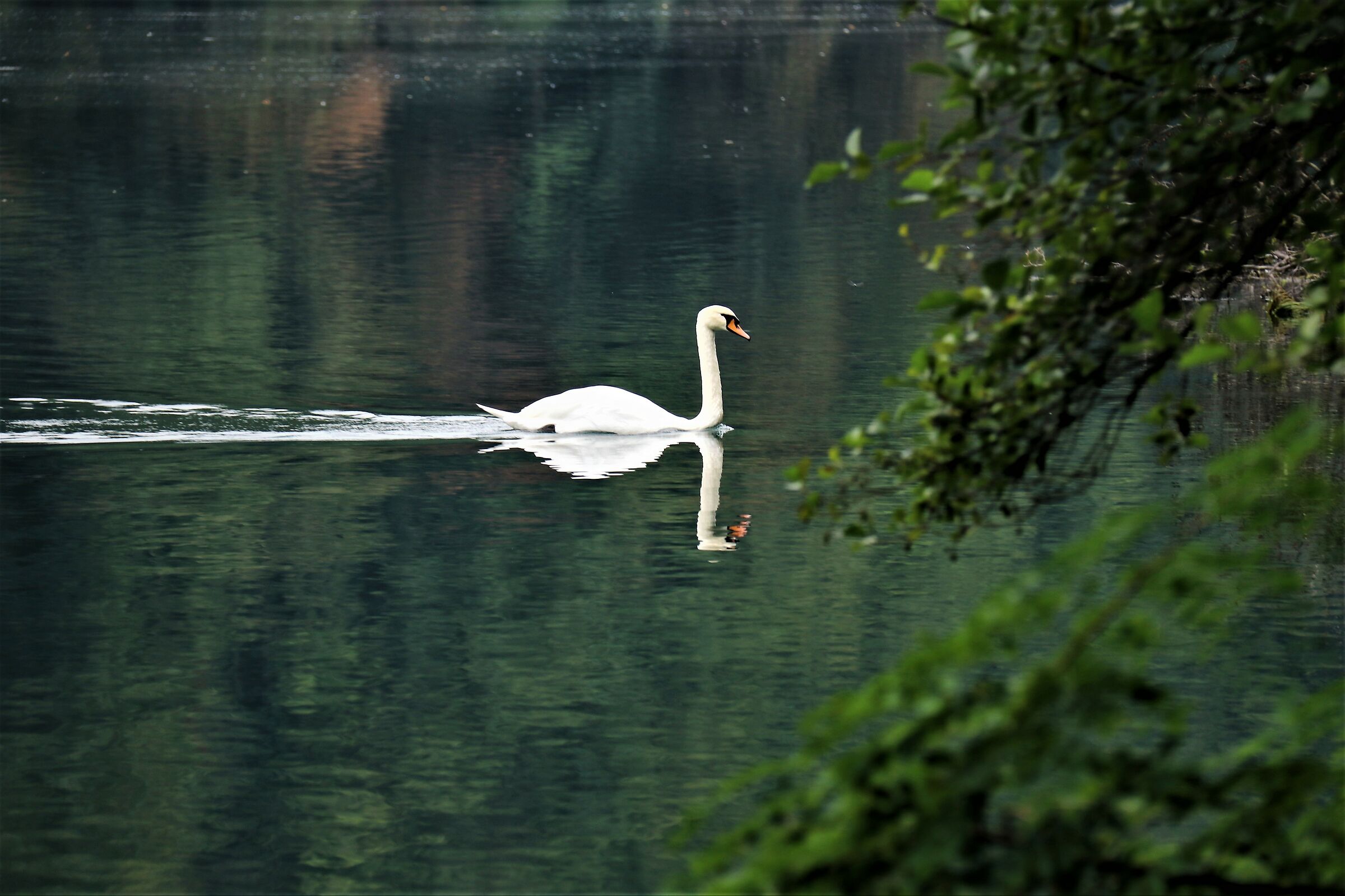 Serlvatico Swan...
