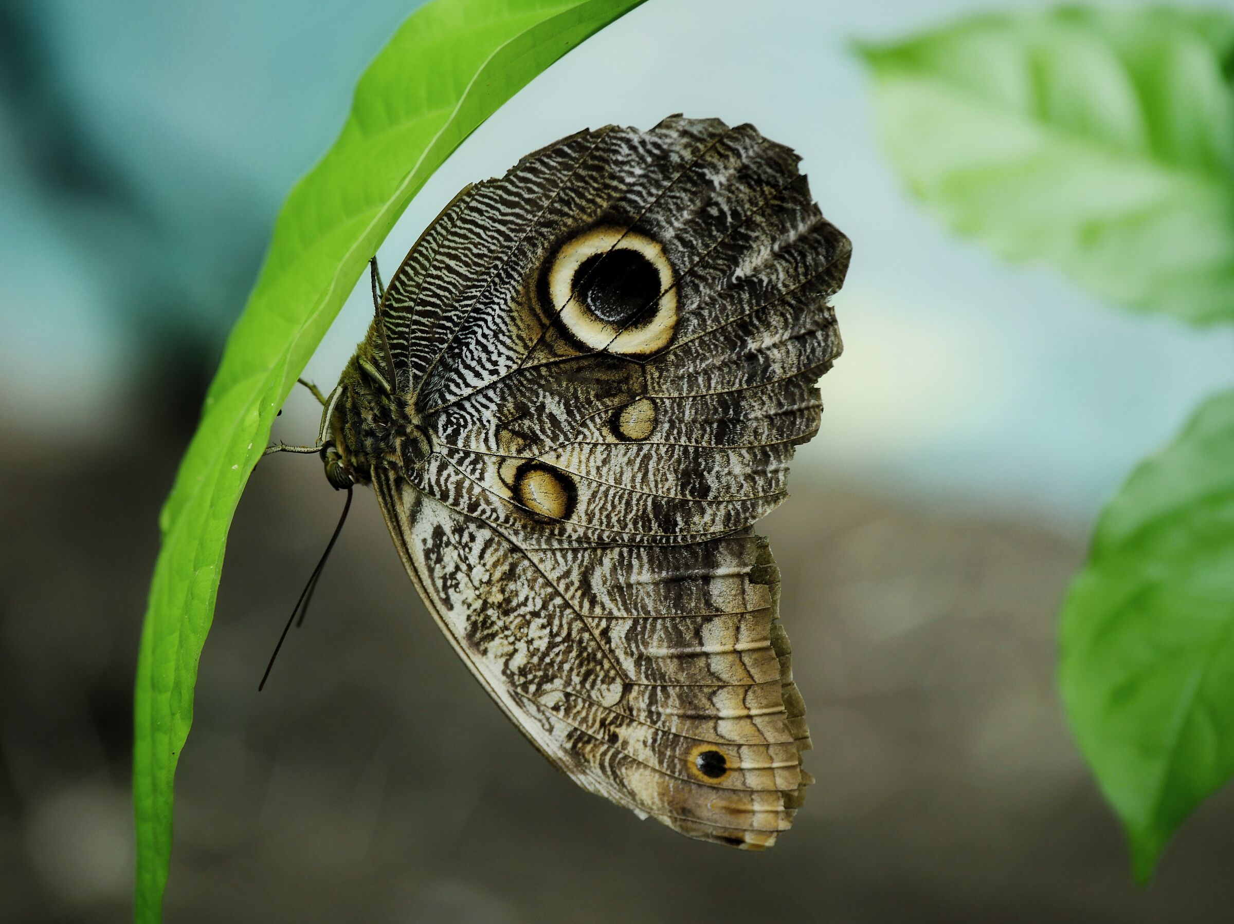 Butterfly Owl...