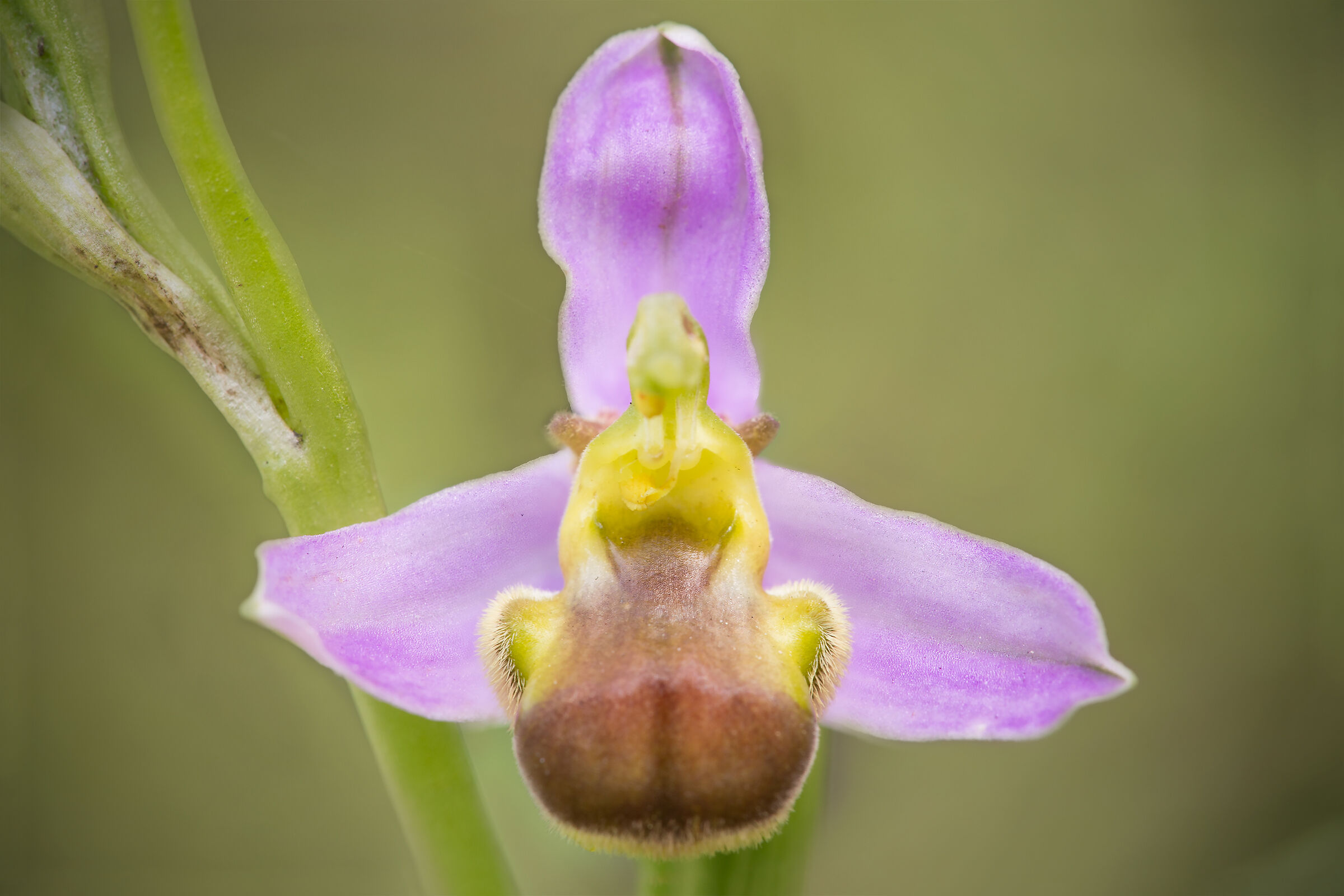 Ophrys apifera var. bicolor...