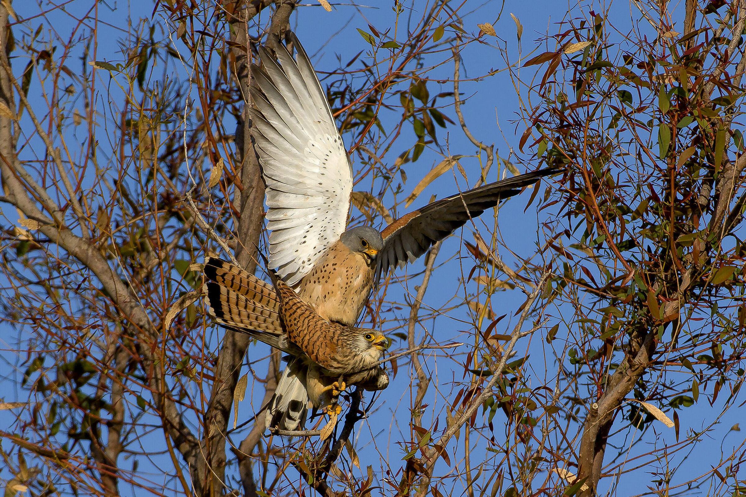 Grillai (Falcon Naumanni) mating...