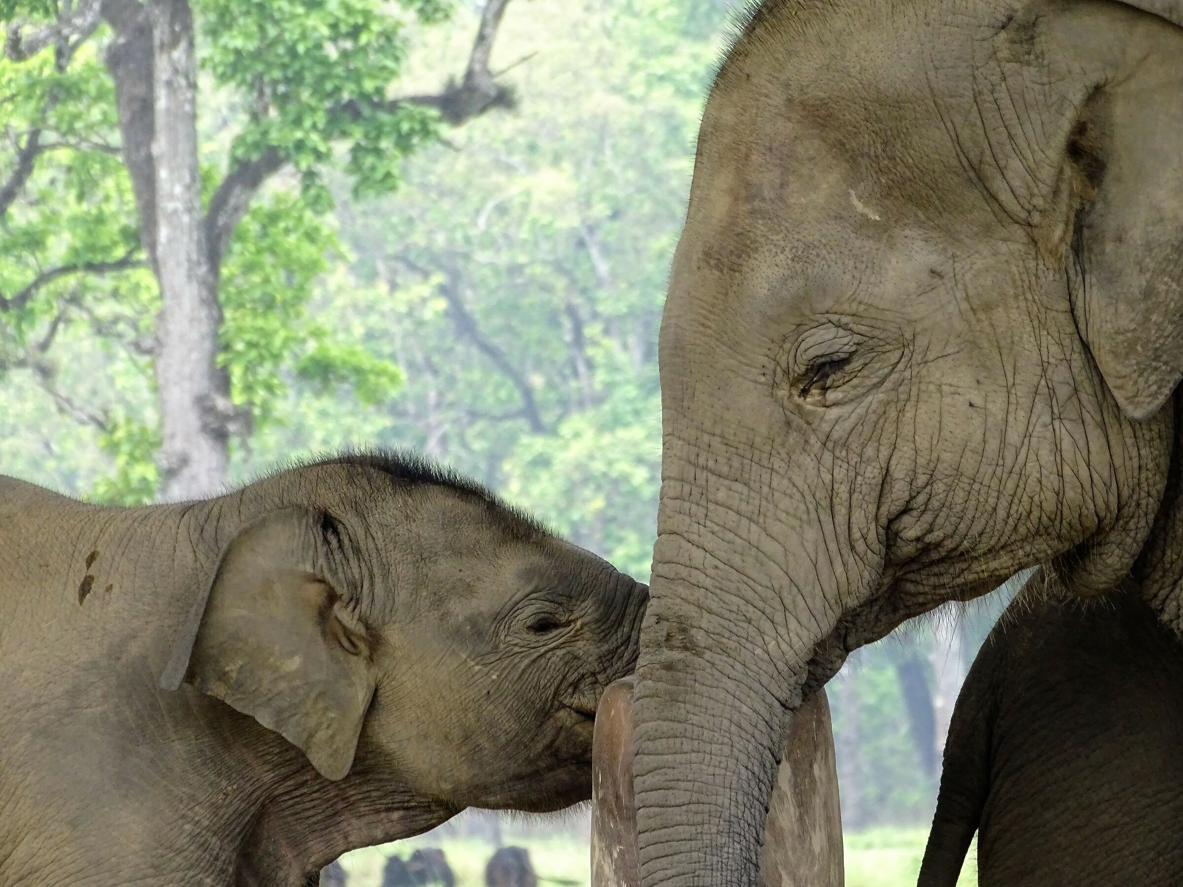 Elefanti nella giungla di Chitwan...