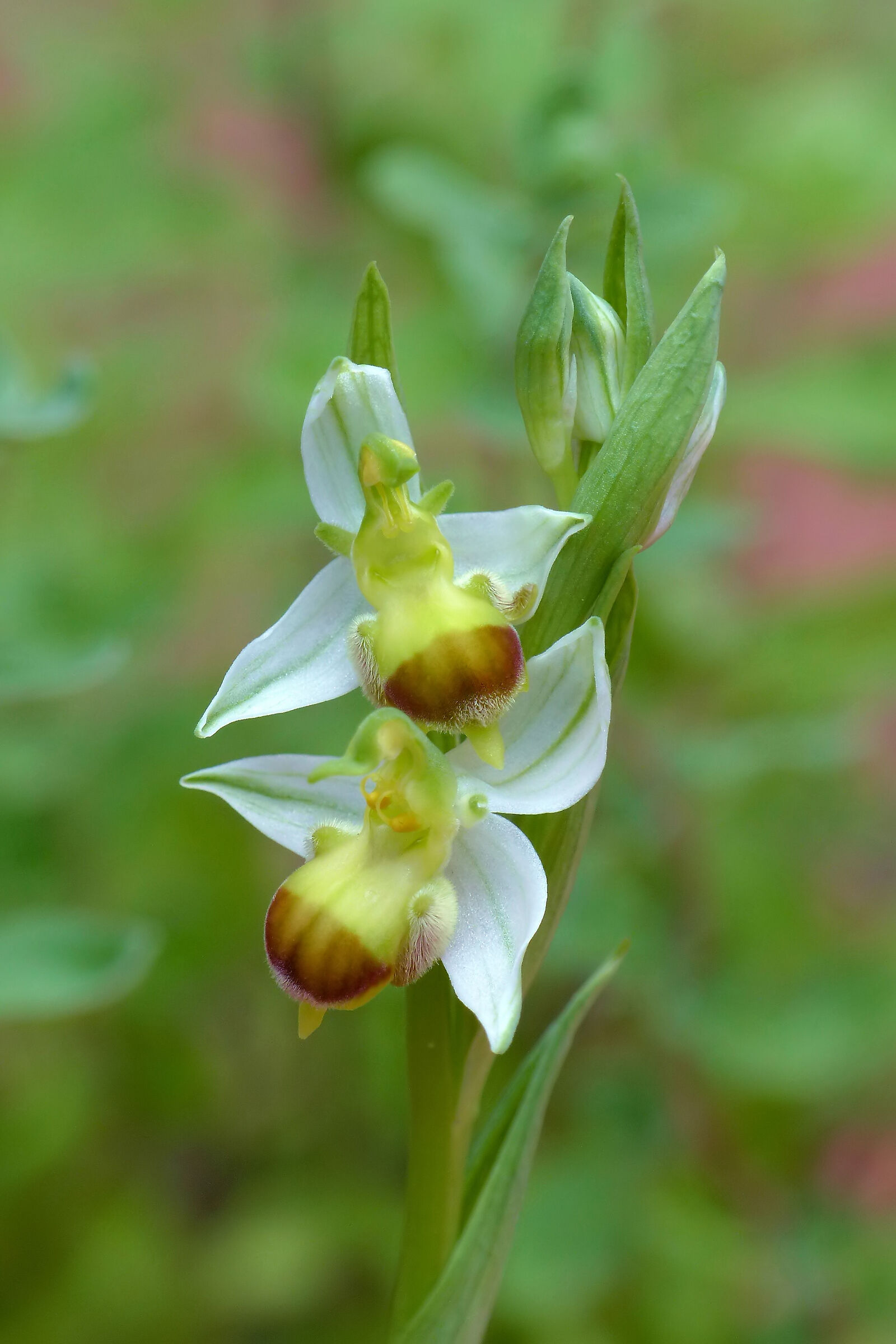 Ophrys apifera bicolor...