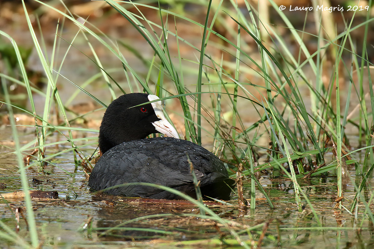 Coot in Relax...