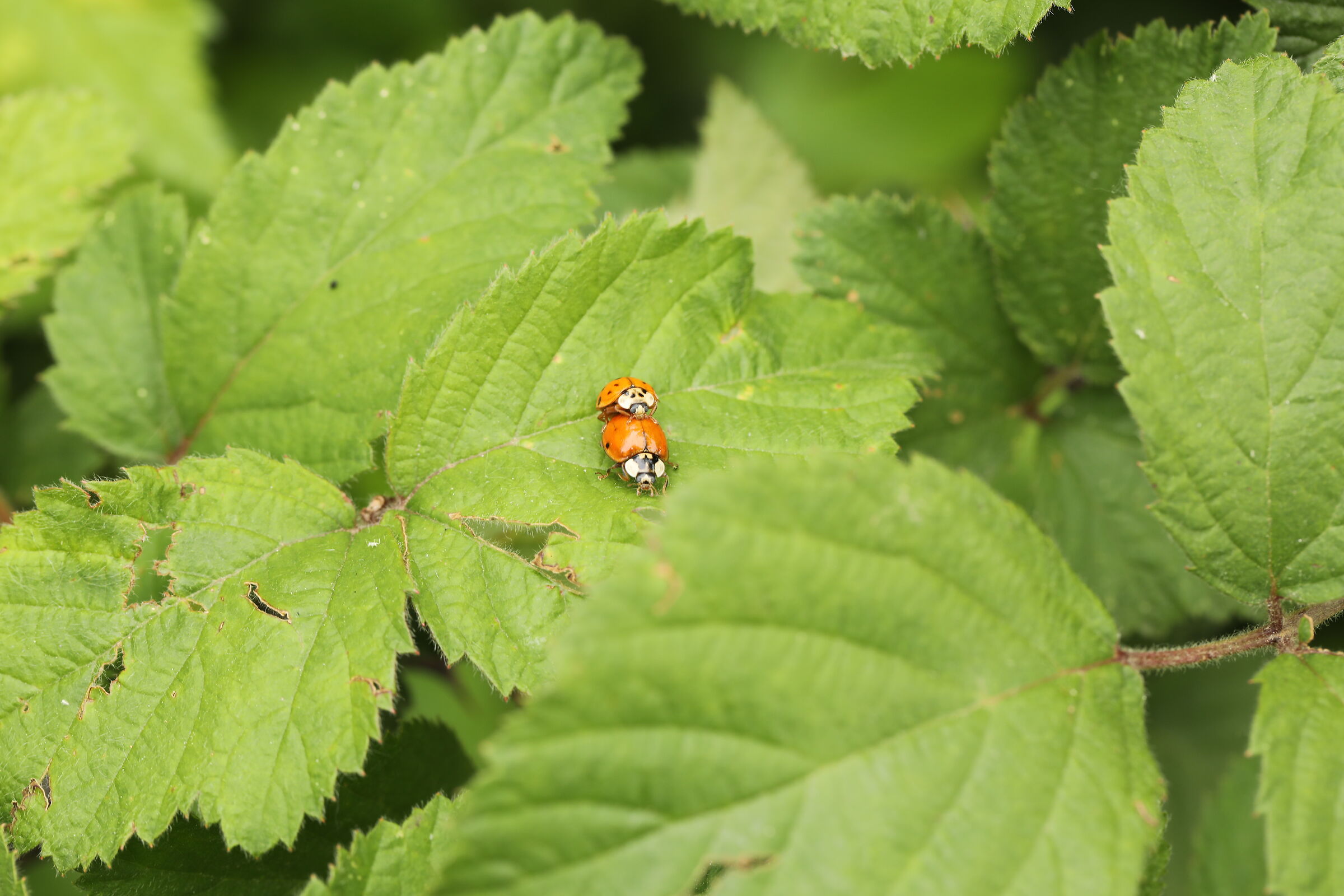 Ladybugs Love each other...