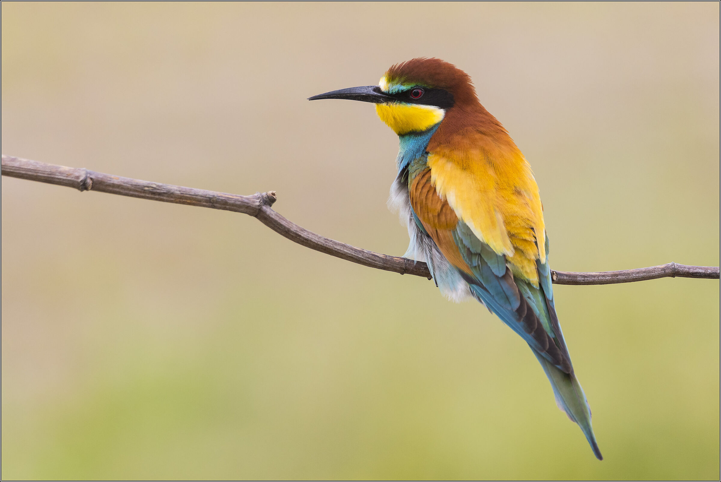 Bee-eater posing...