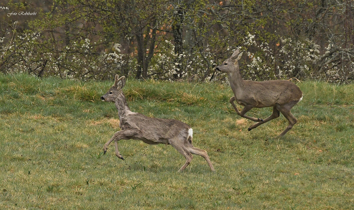 Roe deer in the running......