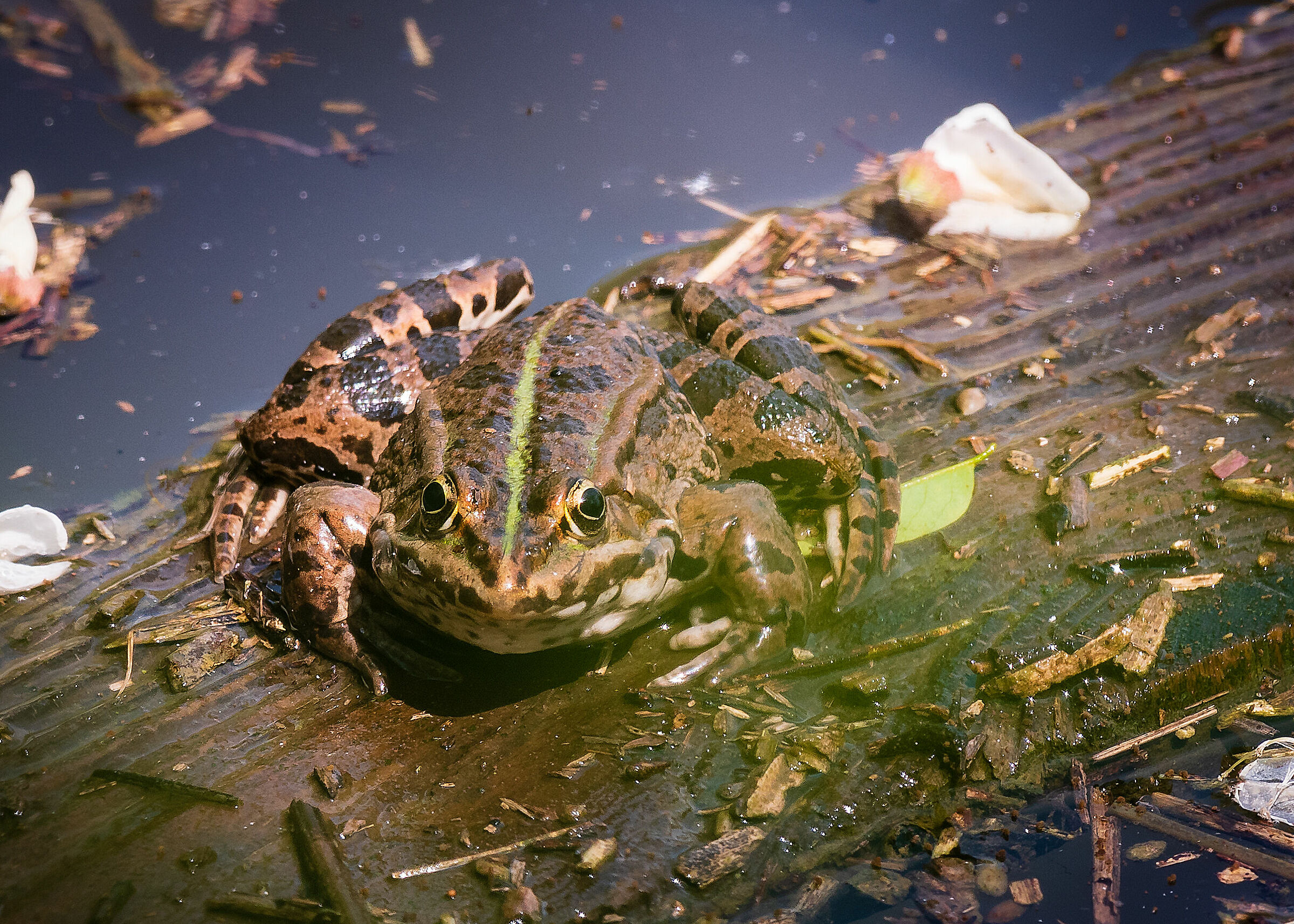 Amphibians...