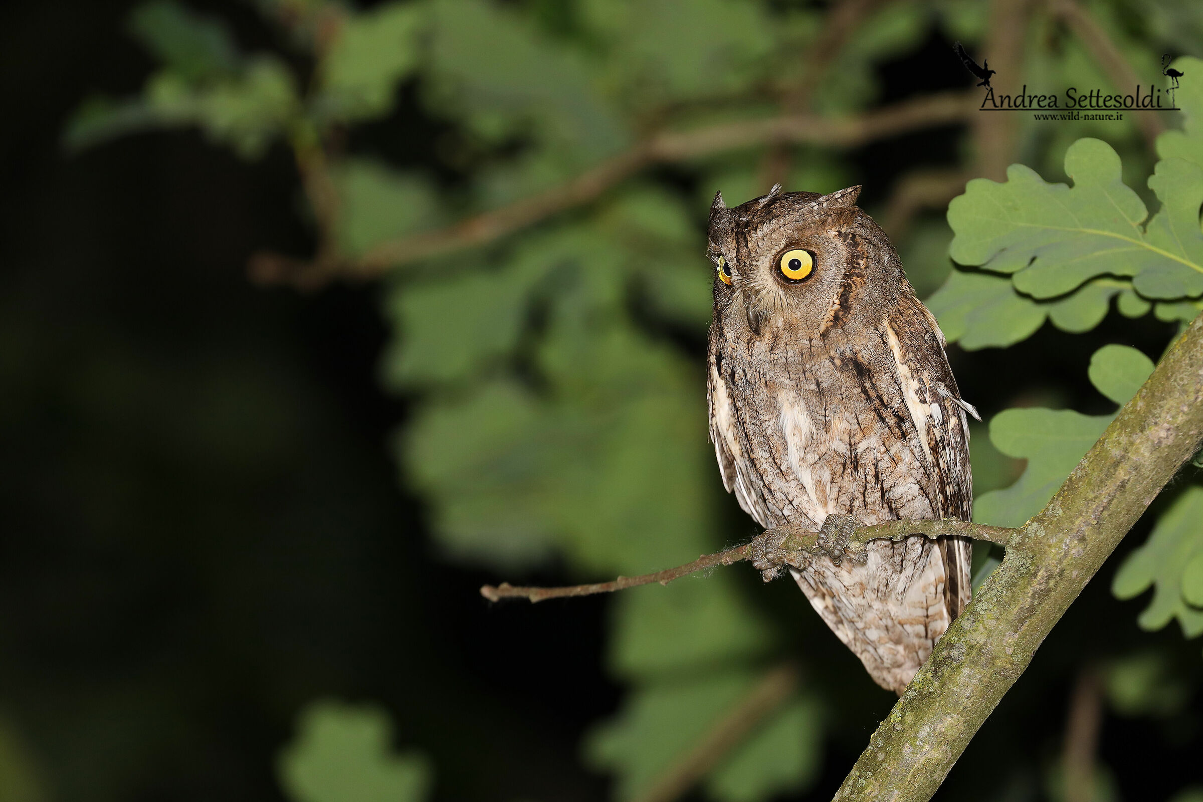 Scops Owl...