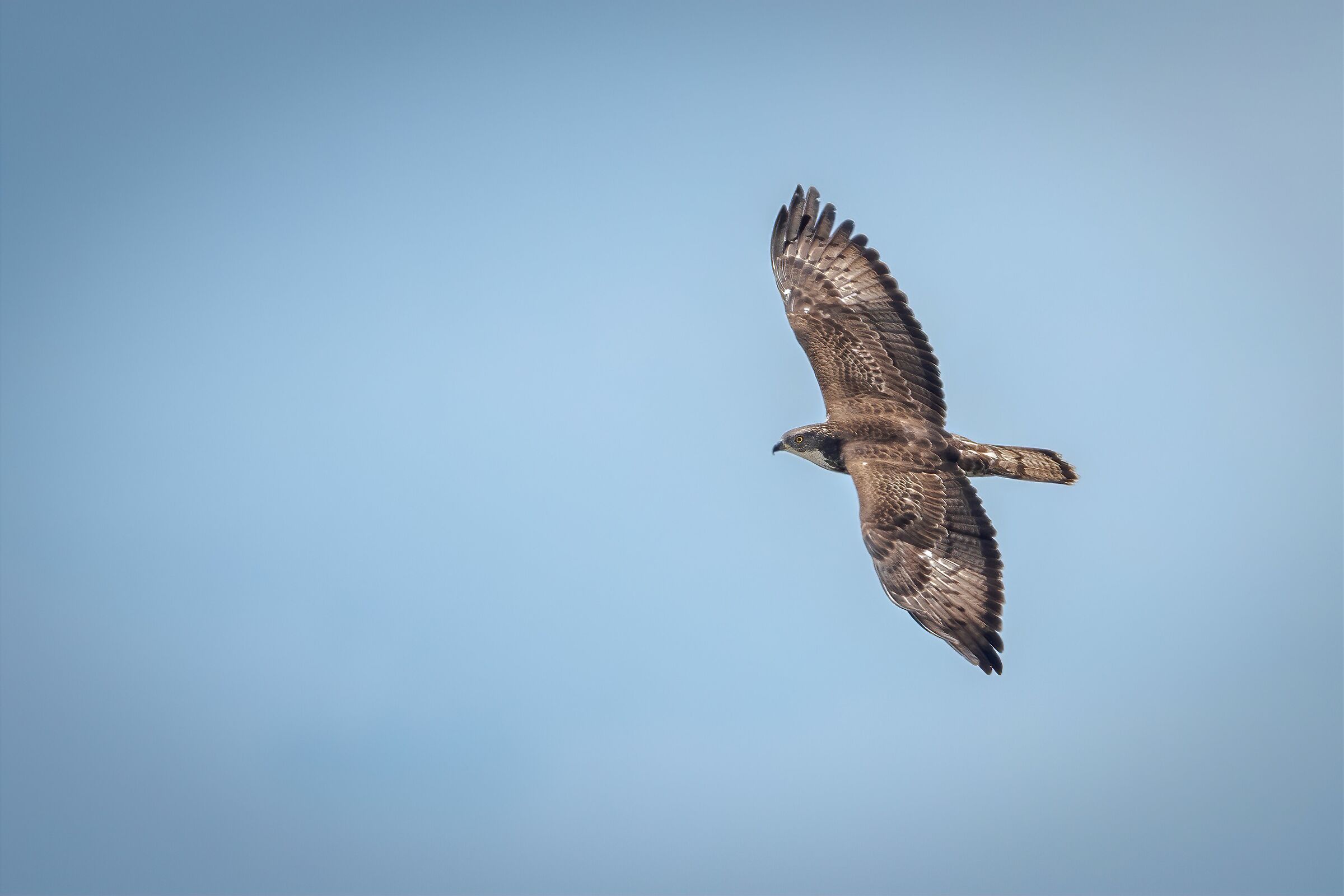 Pecchiaiolo Falcon on Lake Garda...