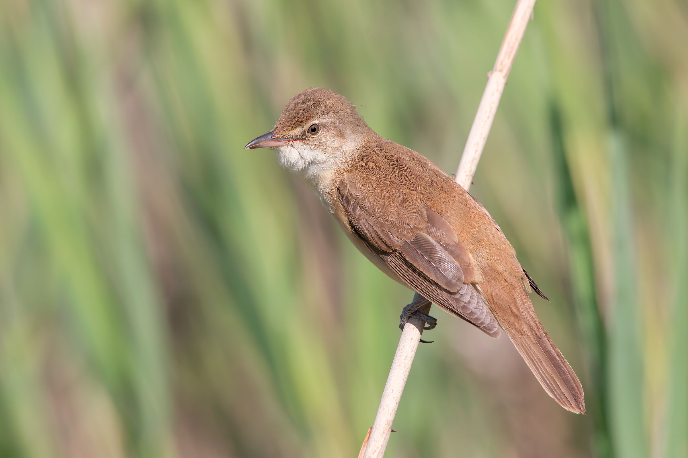 30mpx of Great Reed Warbler...