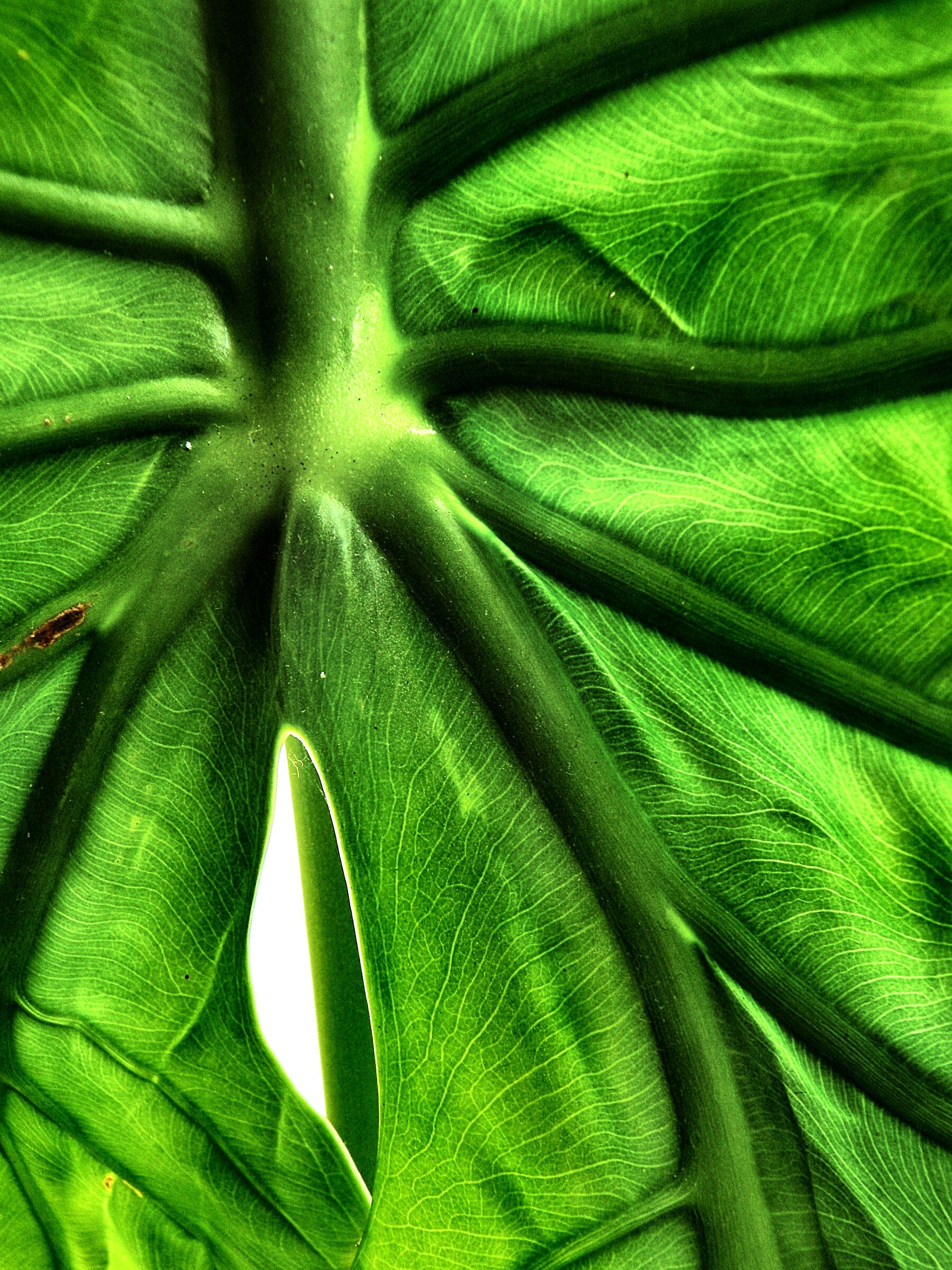  leaf...