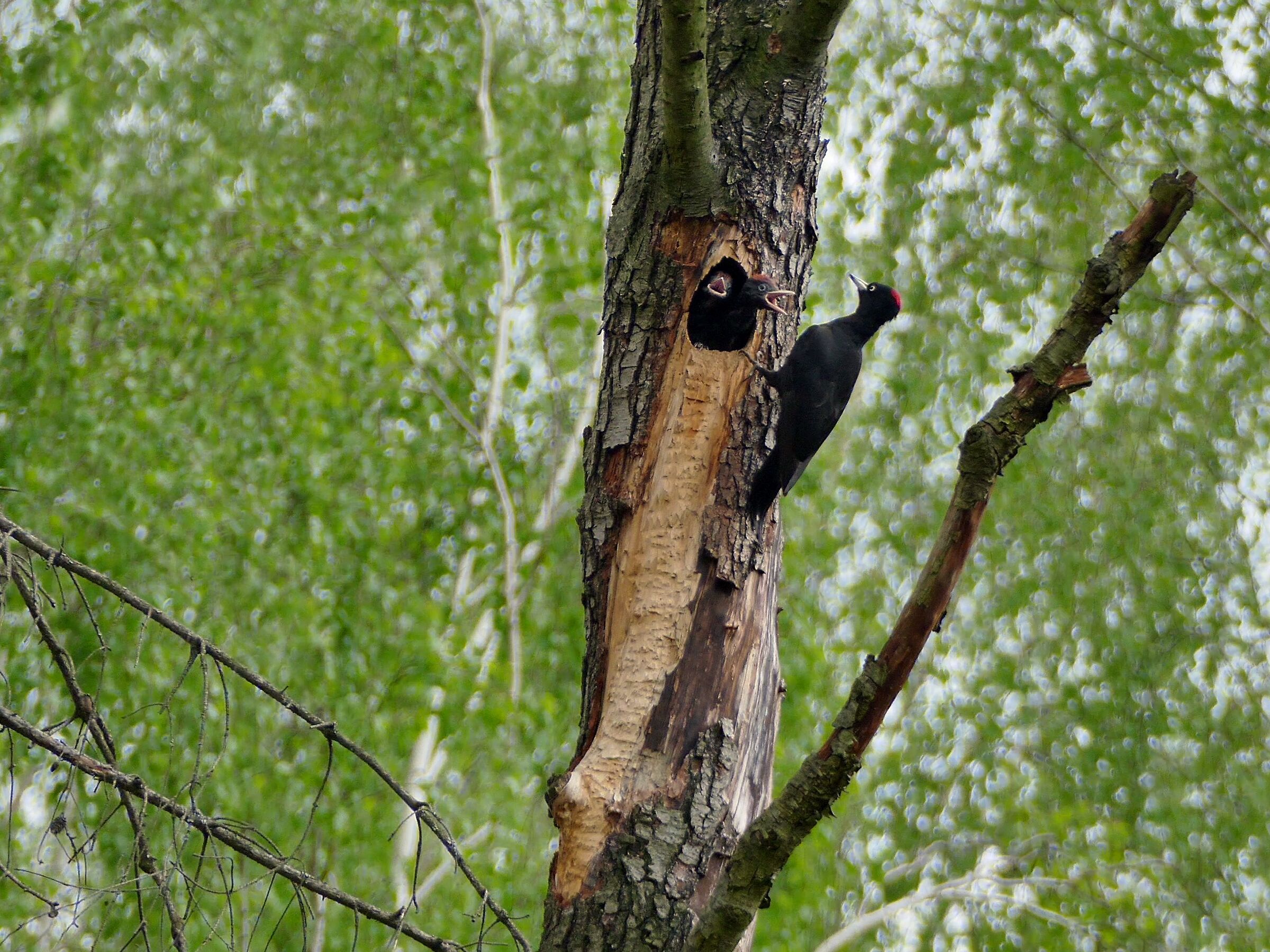 Black woodpecker 2...