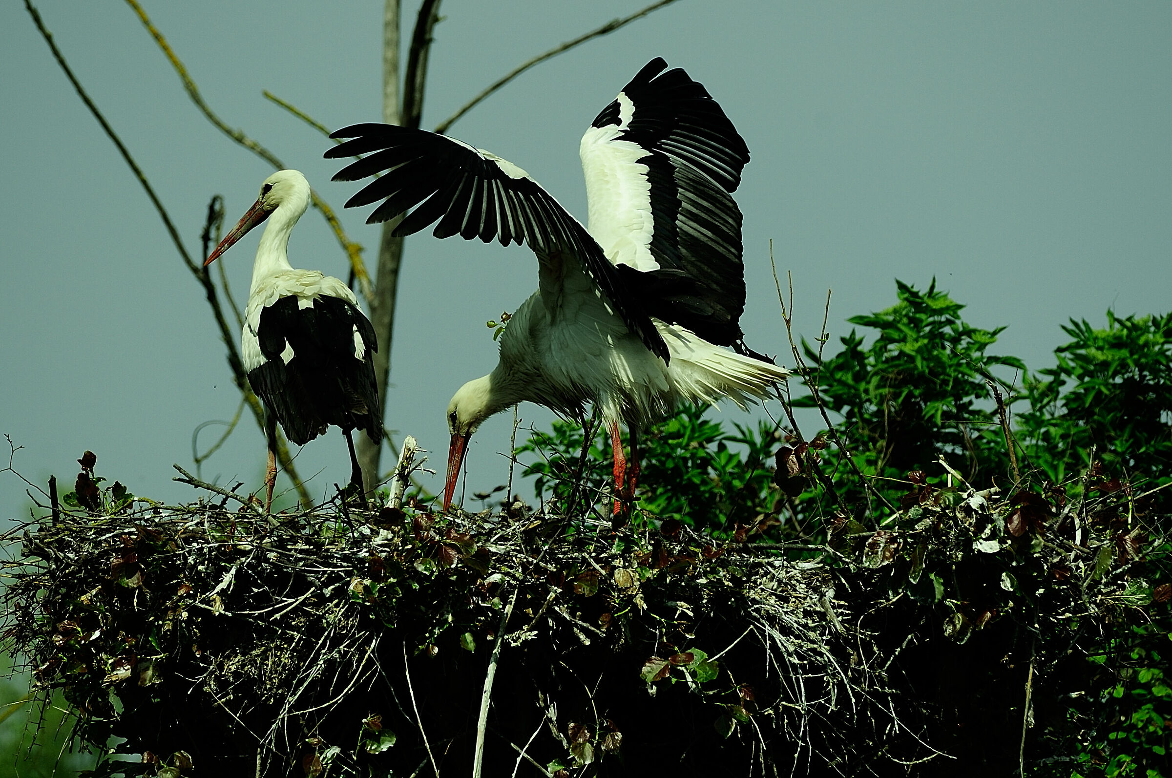 Storks.. The couple...