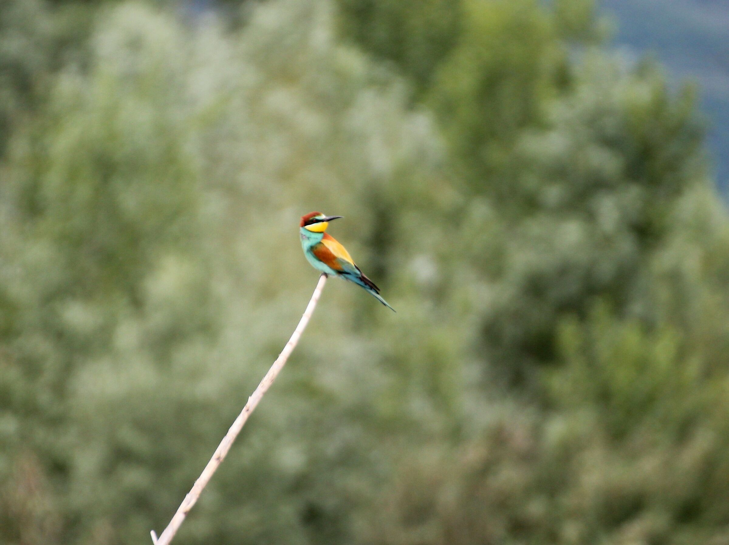 THE BEE-EATER...