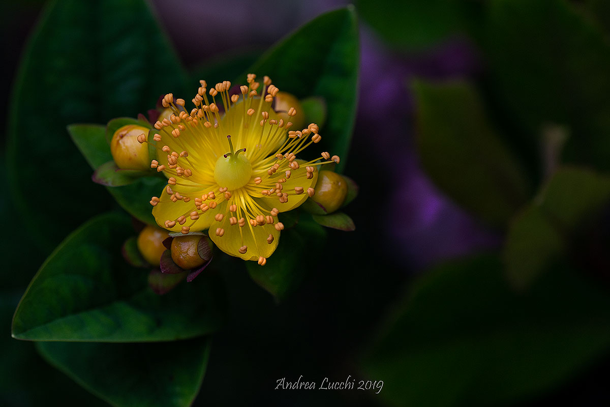 il fiore dell' iperico dopo la pioggia...