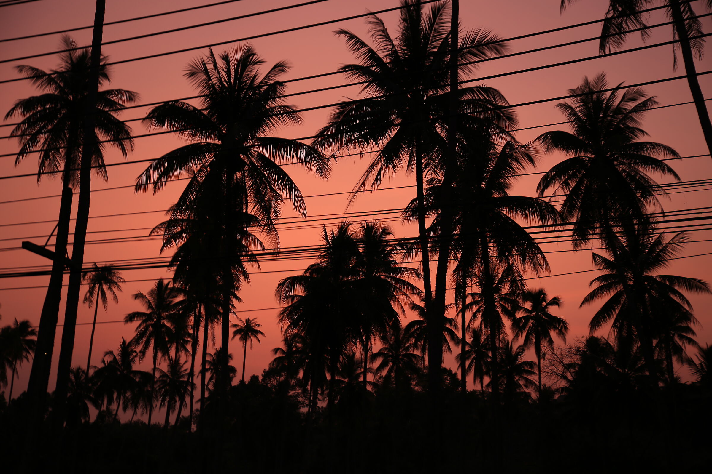 Red Palm...