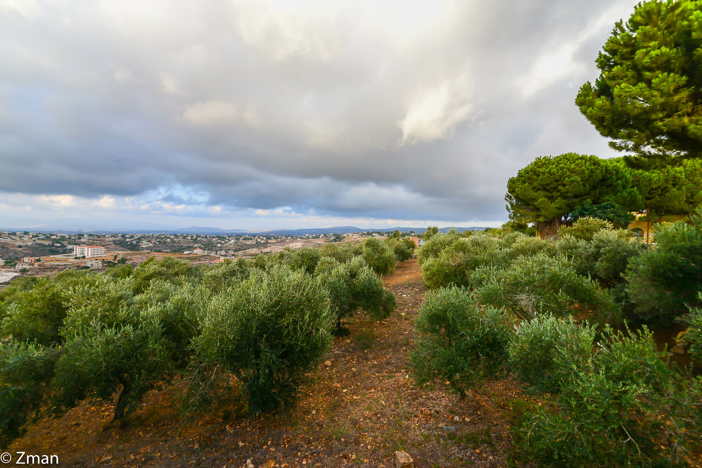 Olive Field...