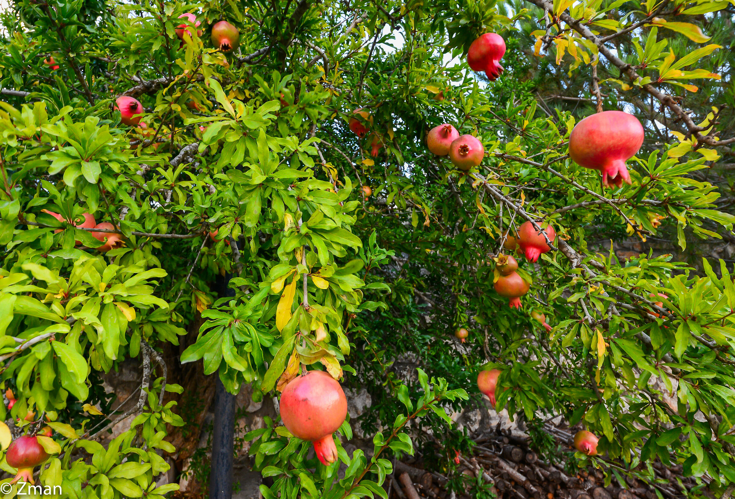 Pomegranate Tree...