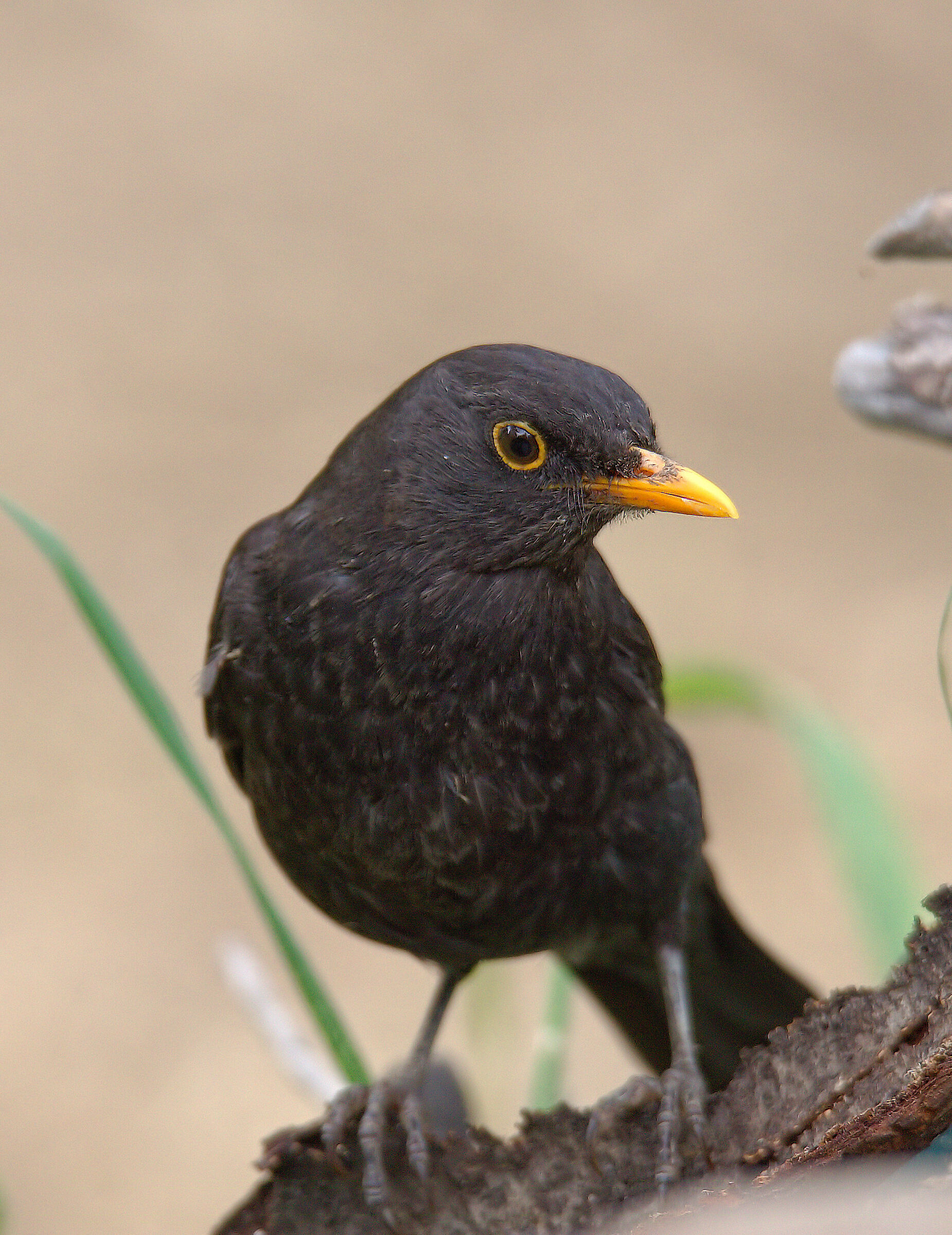 Male Blackbird...