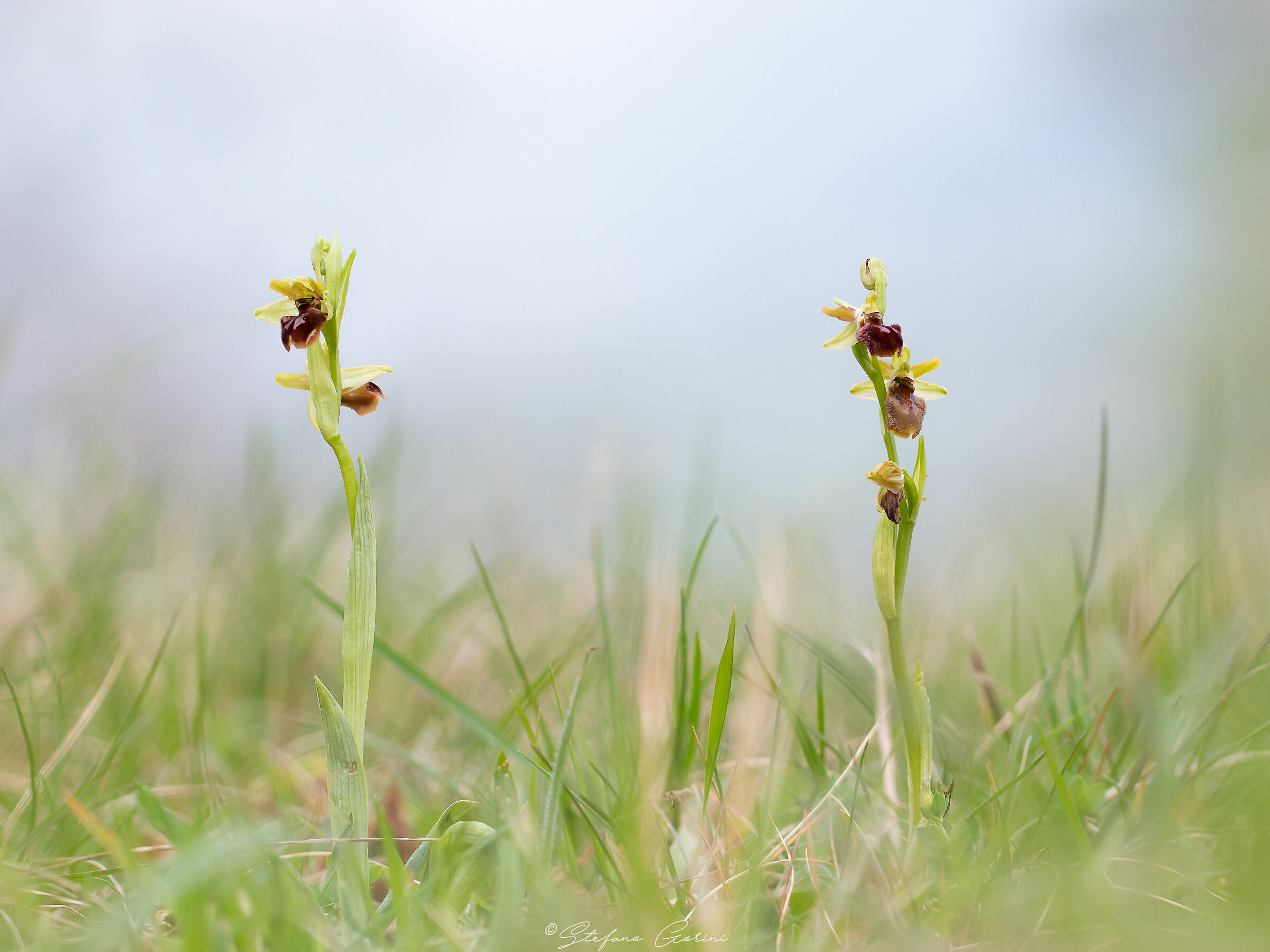 Ophrys sphegodes...