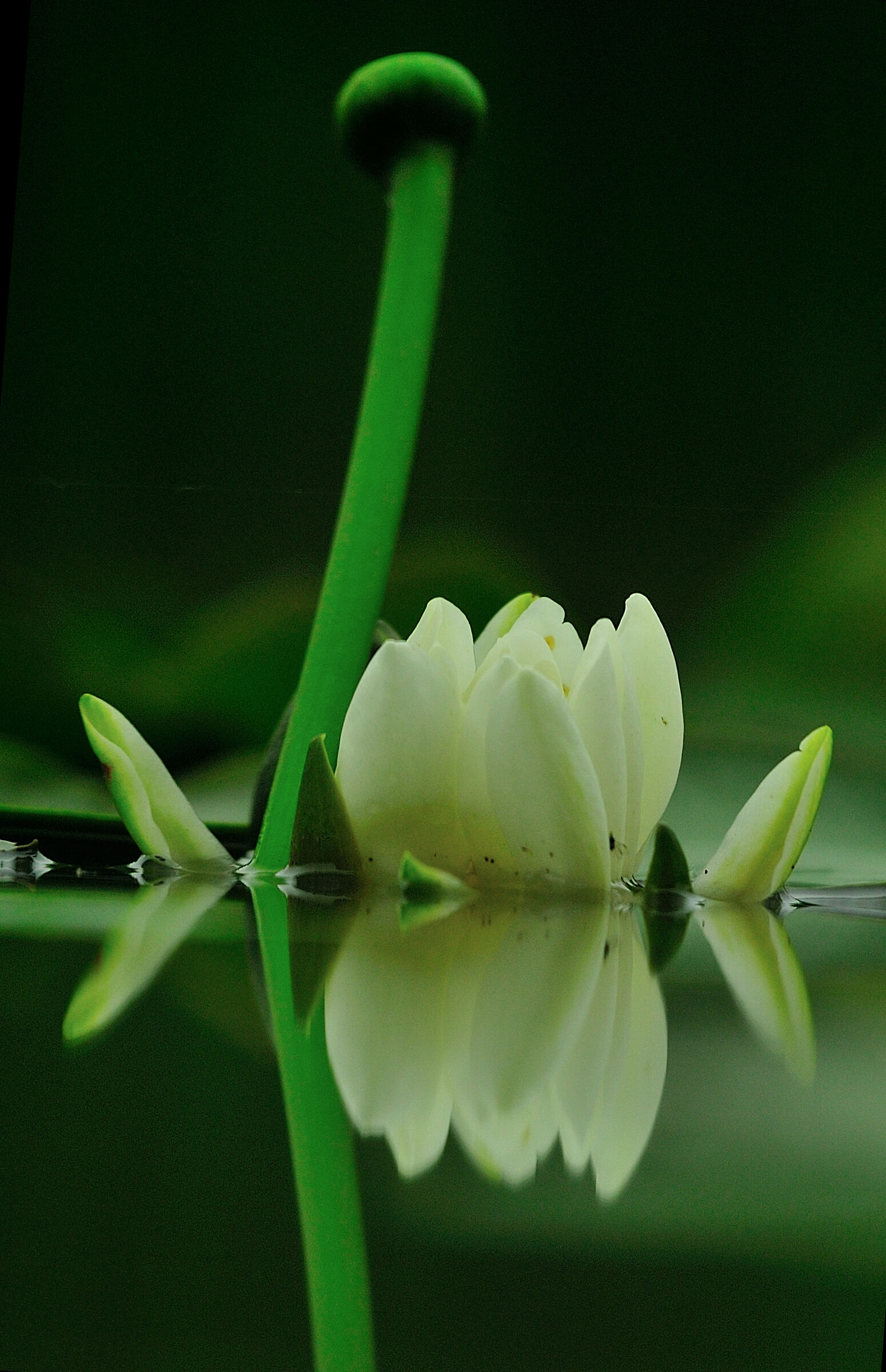 Water Lilies and Buttercup...