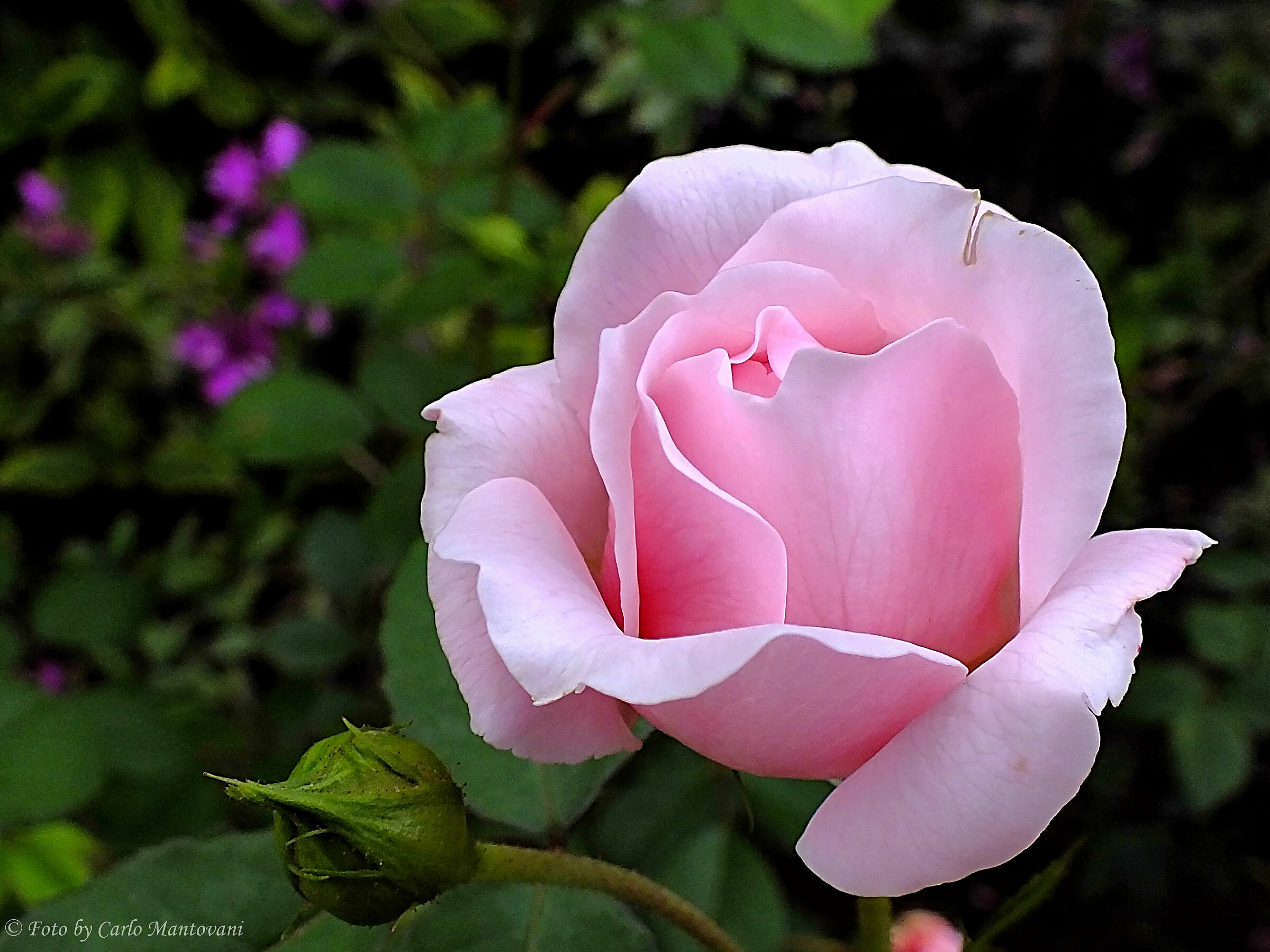 Pink Rose (0626)...