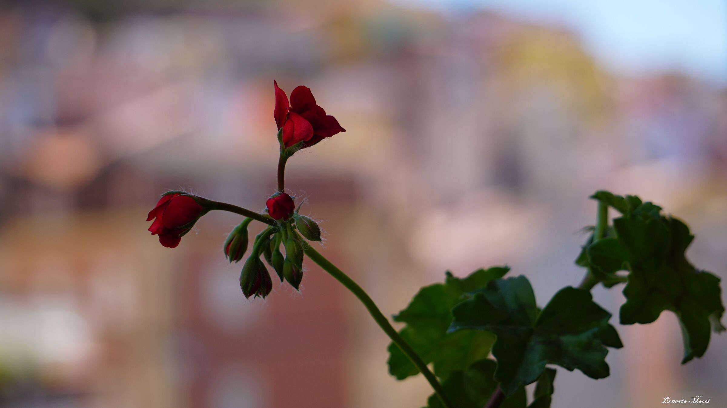 My geranium starts to bloom and that's good ...