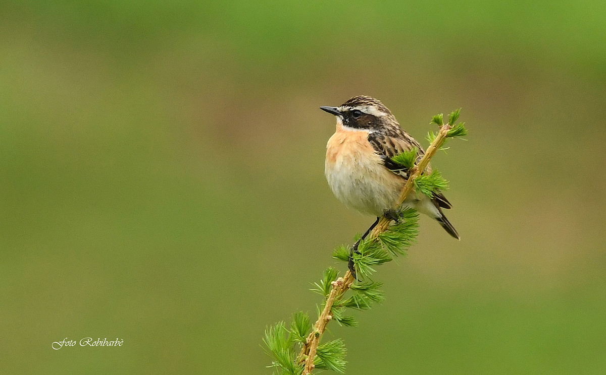 Whinchat......