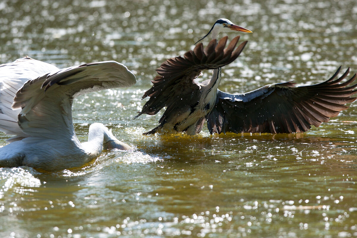 Heron and Pelican...