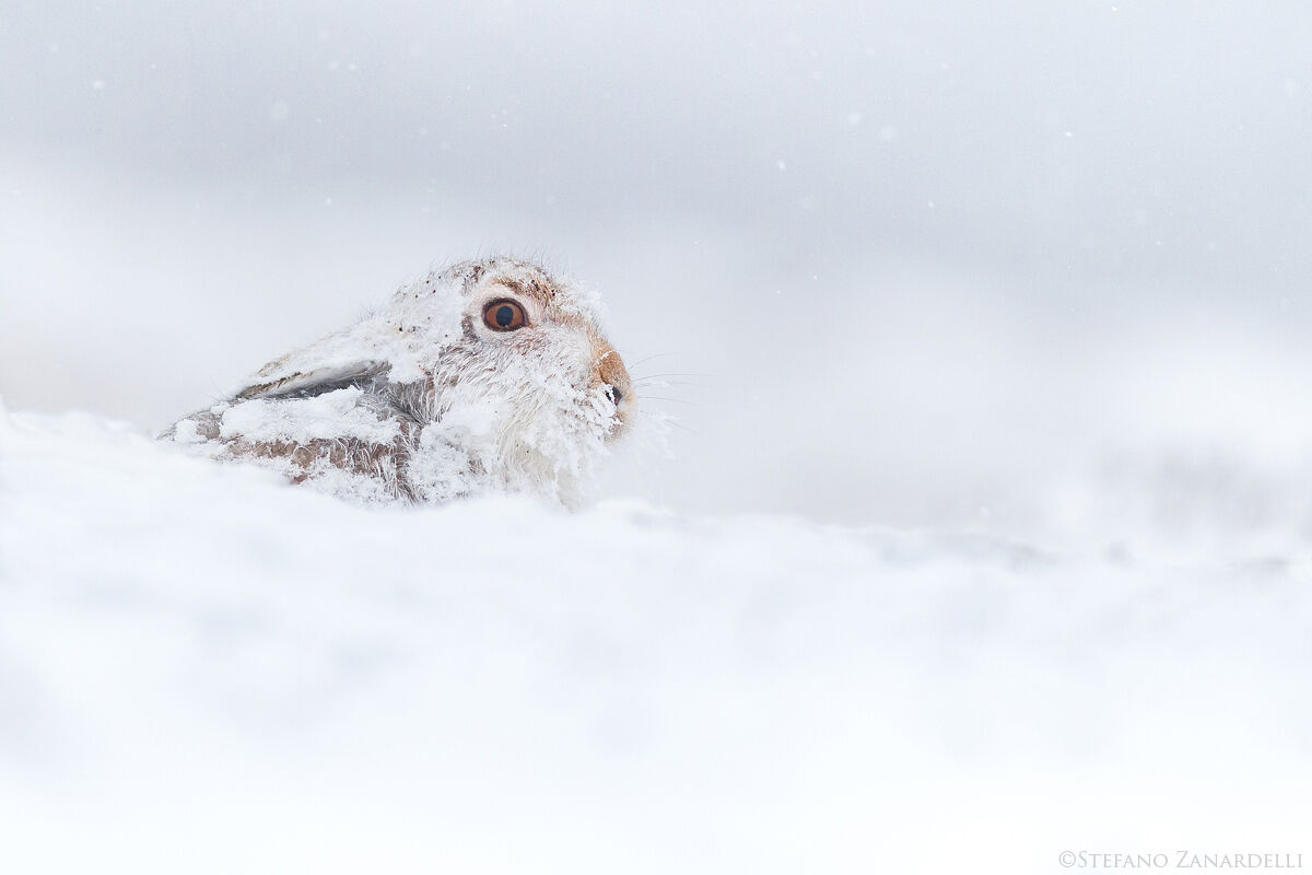 Mountain Hare...
