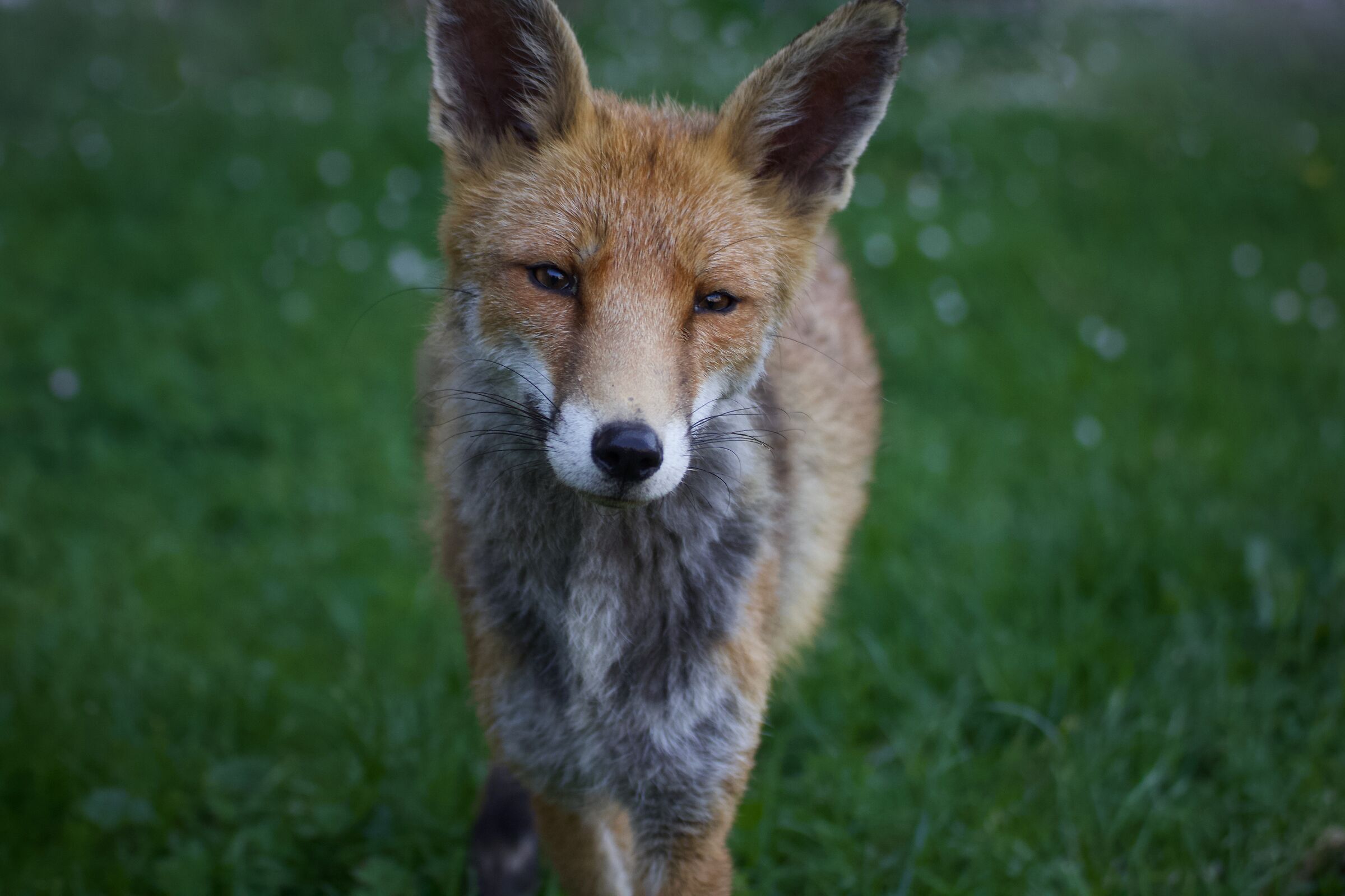 The Bermondsey Fox...