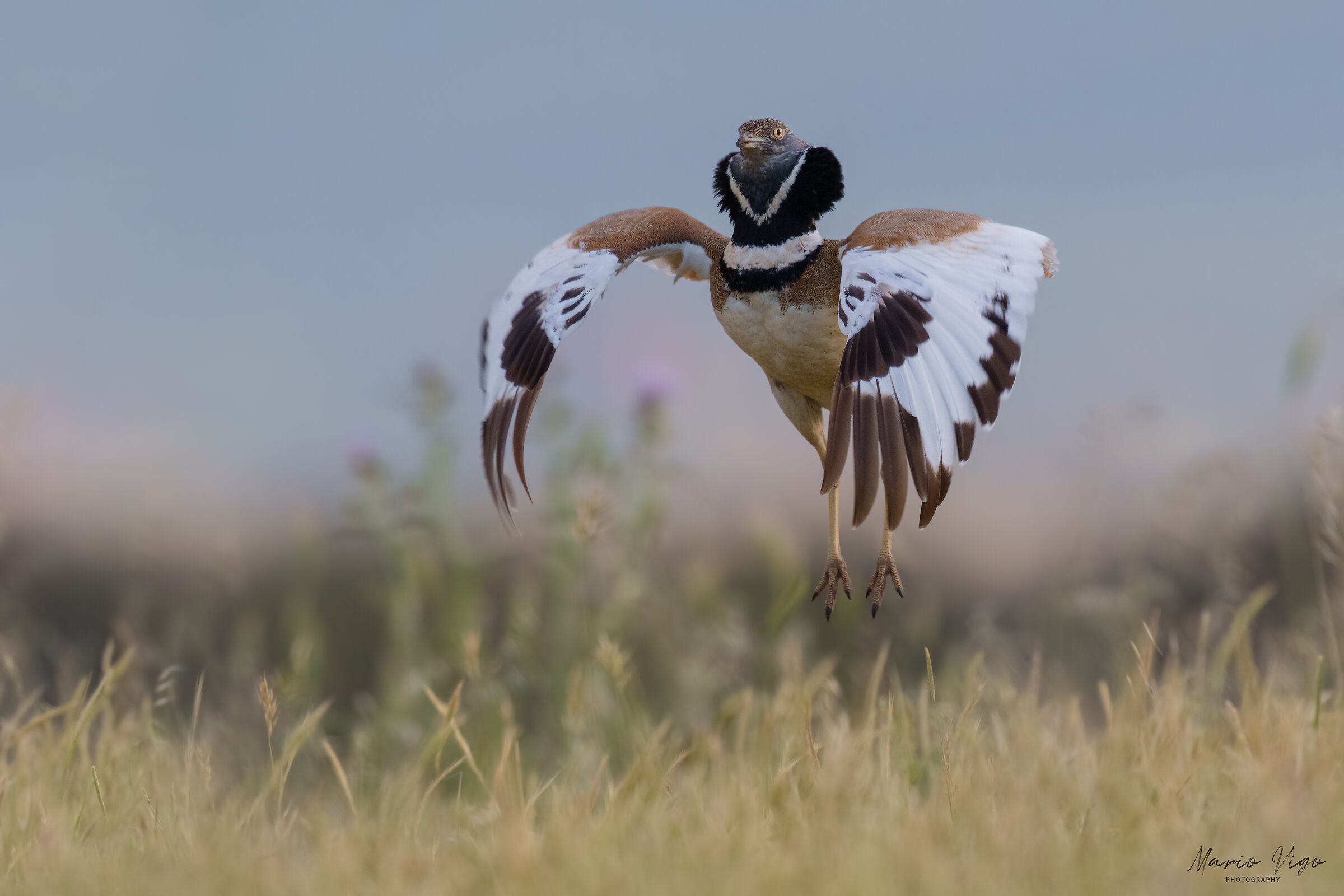 The jump of the Bustard...