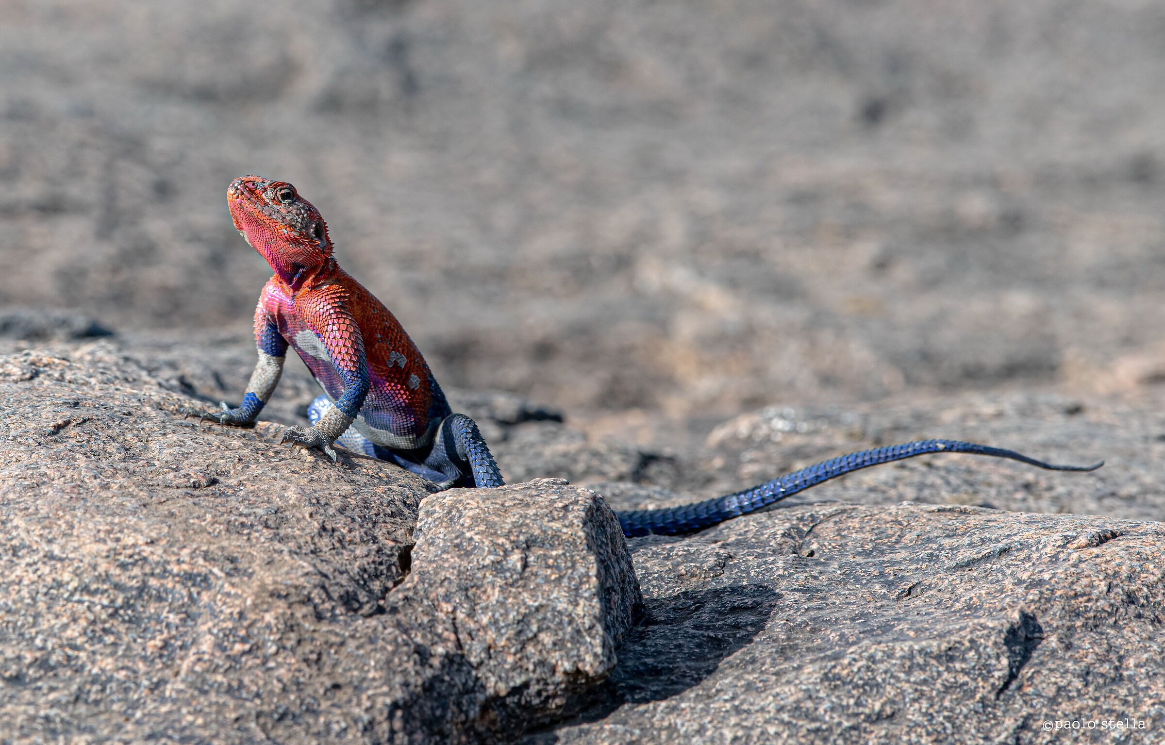 The livery of the Rock Agama...