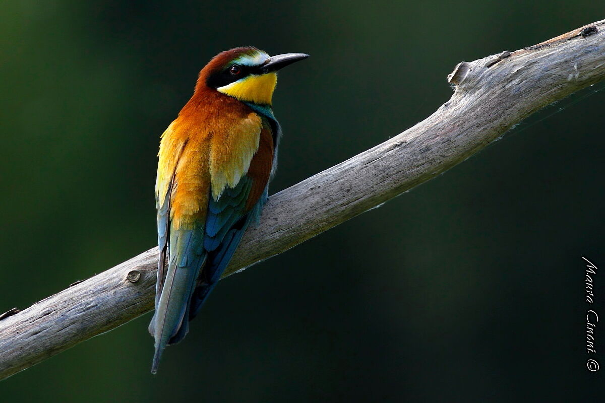 Bee-eater just after sunset...