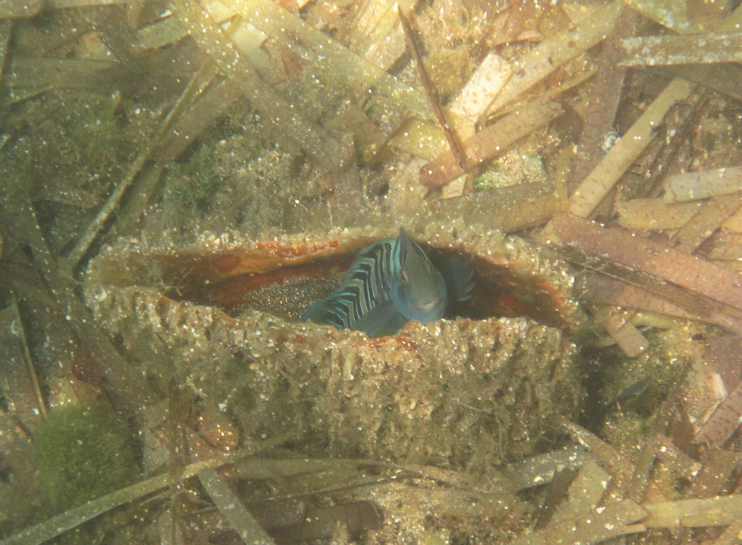 Bavosa Basilisco - Punta Asfodeli Sardegna 2016...