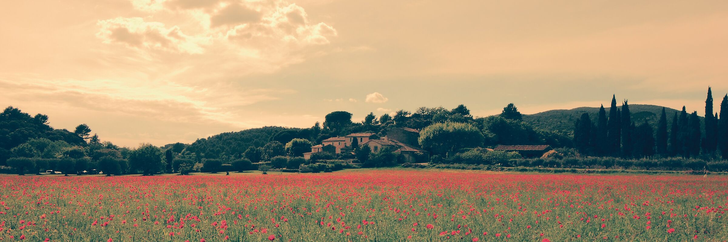Poppies and Provence...